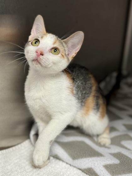 Dovey, a Adoptable mixed breed in Tinley Park, IL image 1/2