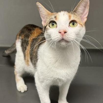 Enlarge Dovey, a Adoptable mixed breed in Tinley Park, IL image 1/4