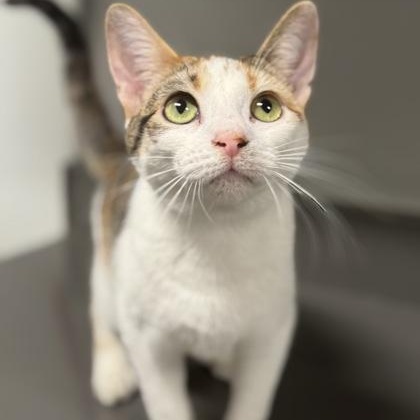 Enlarge Dovey, a Adoptable mixed breed in Tinley Park, IL image 2/4