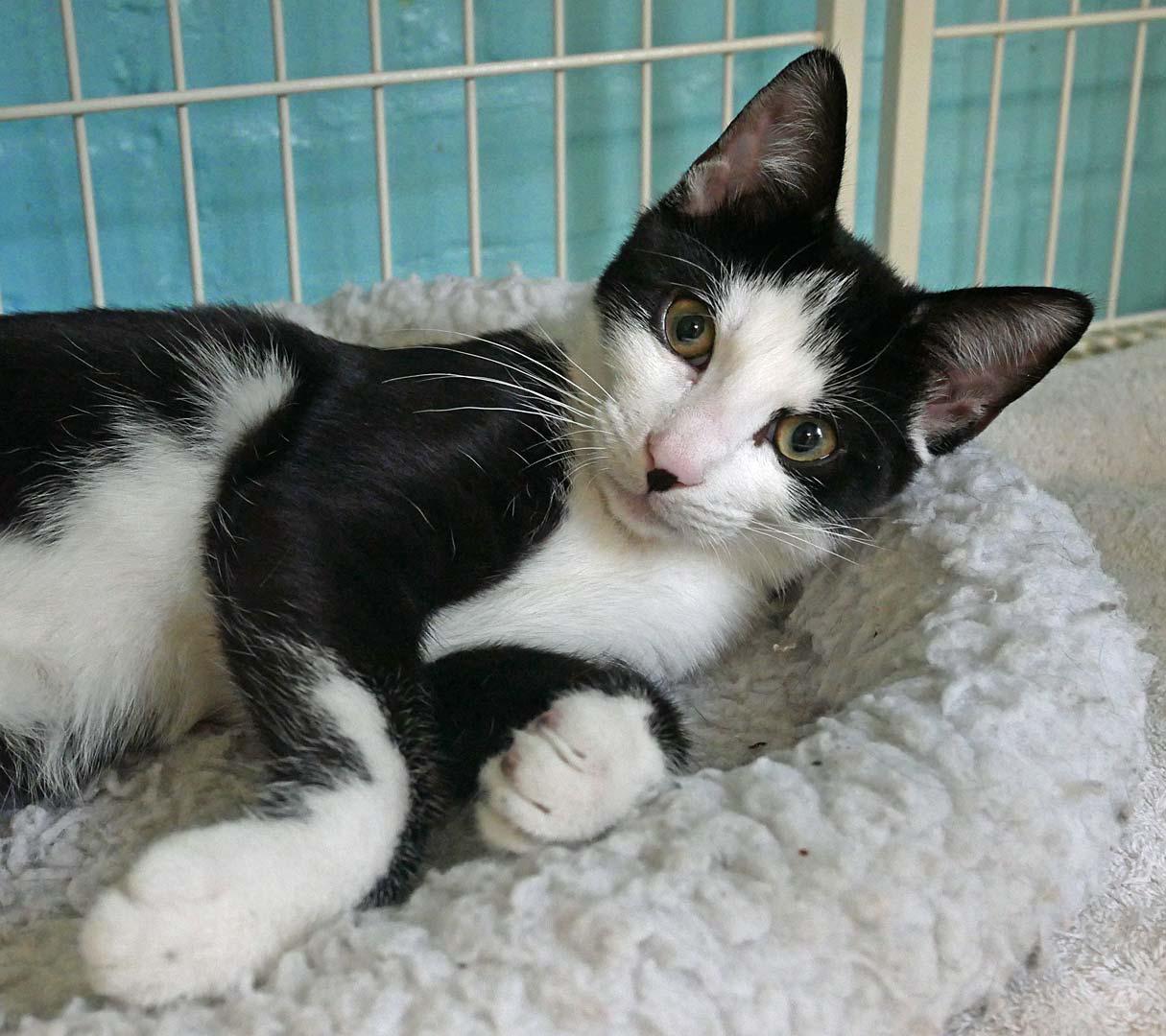 Pancake, a Adoptable mixed breed in Bloomingdale, NJ image 1/4