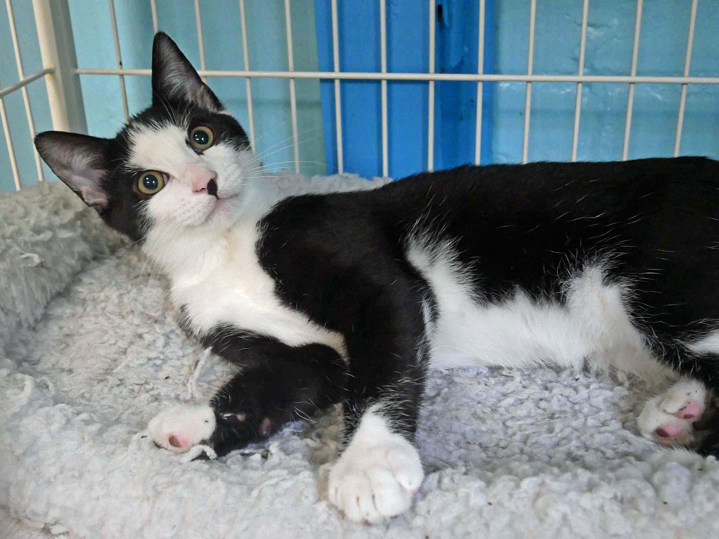 Pancake, a Adoptable mixed breed in Bloomingdale, NJ image 2/4