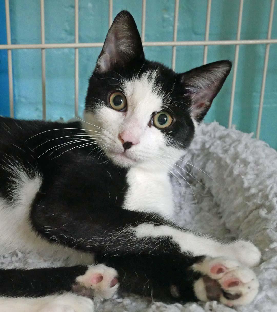 Pancake, a Adoptable mixed breed in Bloomingdale, NJ image 4/4