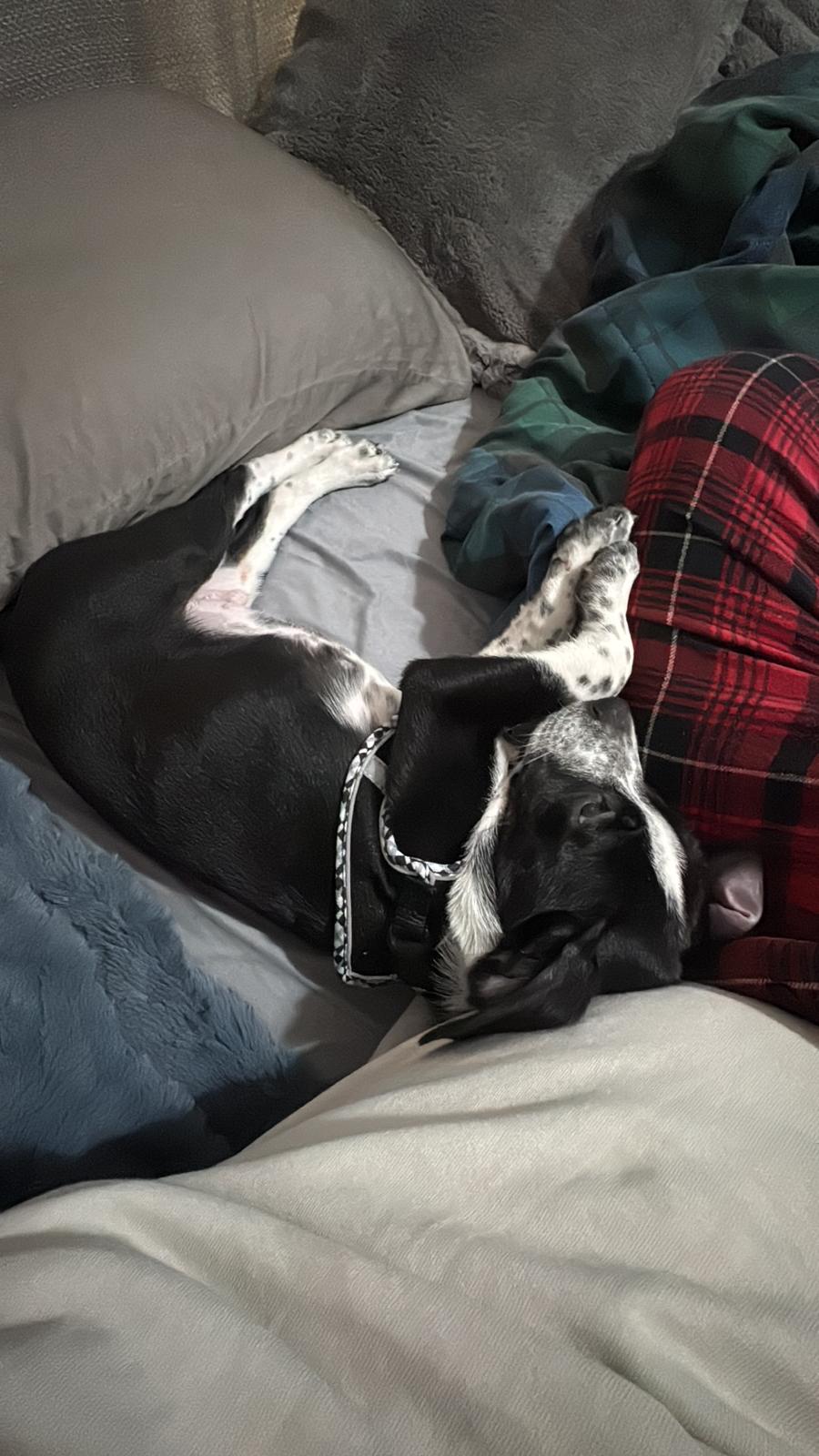 Enlarge Montgomery, a Adopted mixed breed image 2/5