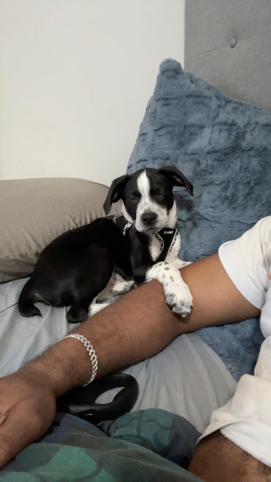 Enlarge Montgomery, a Adopted mixed breed image 3/5