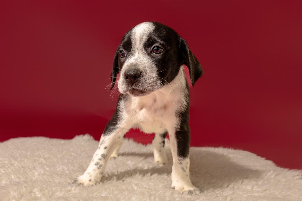 Enlarge Montgomery, a Adopted mixed breed image 4/5