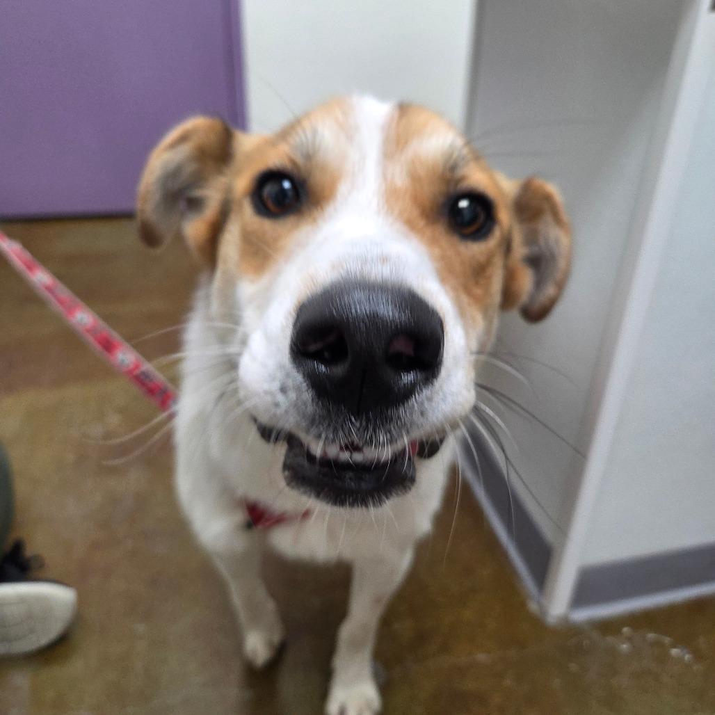 Enlarge Captain Kidd, a Adoptable Mixed Breed in Albuquerque, NM image 1/6