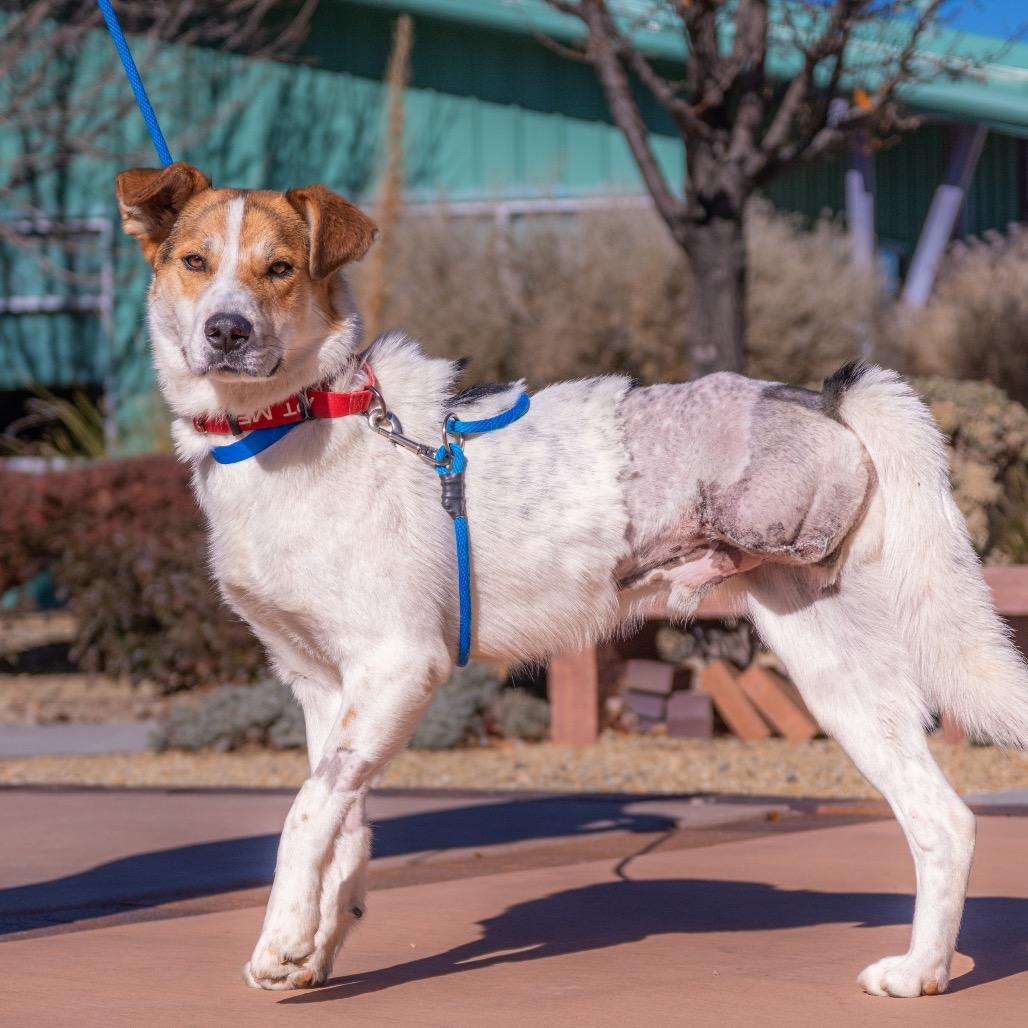 Enlarge Captain Kidd, a Adoptable Mixed Breed in Albuquerque, NM image 2/6