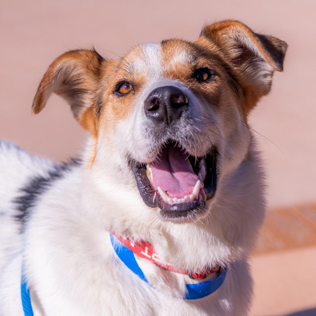 Enlarge Captain Kidd, a Adoptable Mixed Breed in Albuquerque, NM image 3/6