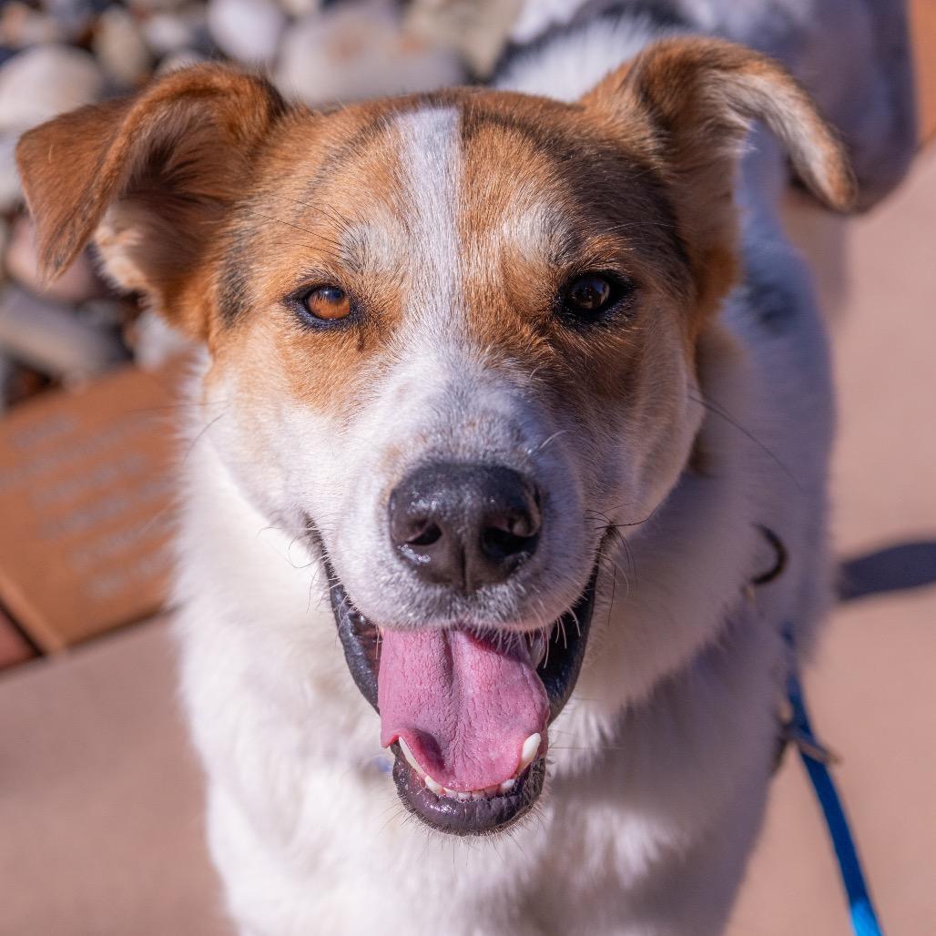 Enlarge Captain Kidd, a Adoptable Mixed Breed in Albuquerque, NM image 4/6