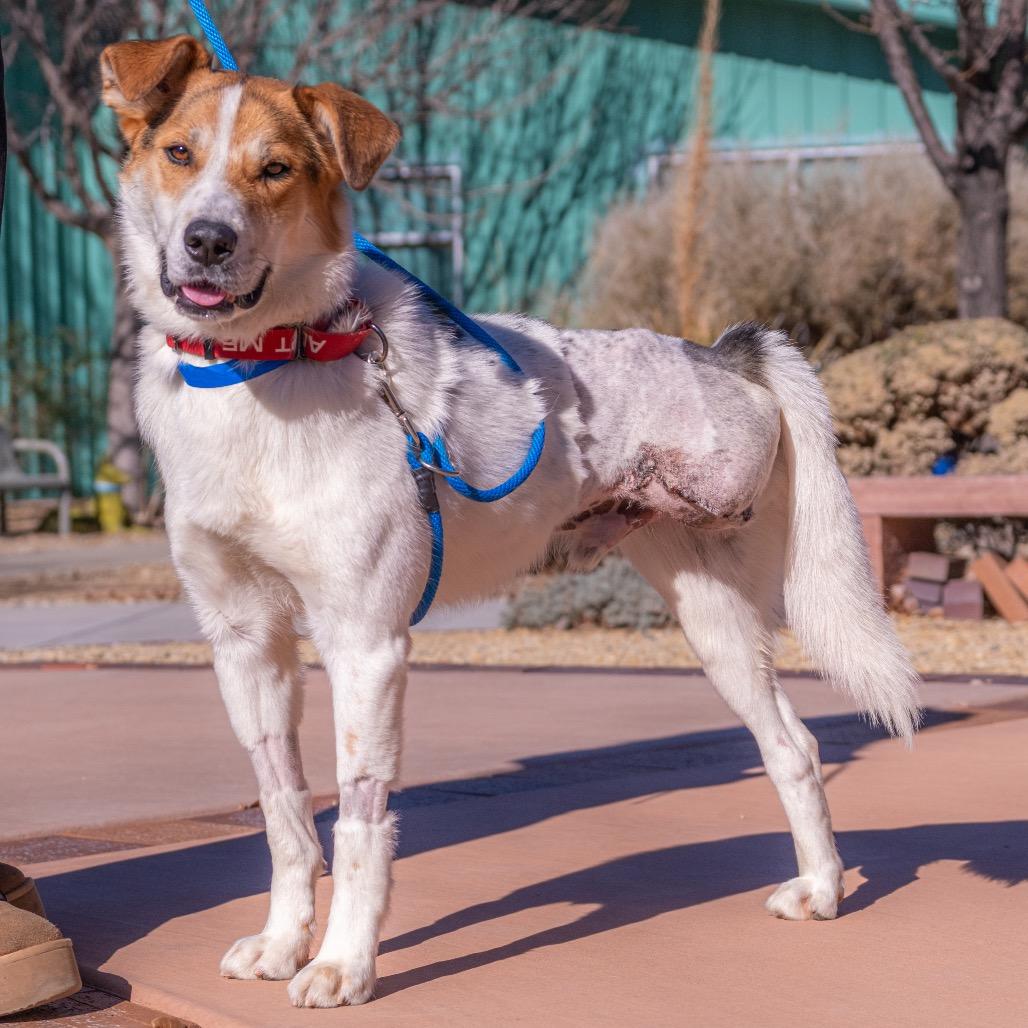 Enlarge Captain Kidd, a Adoptable Mixed Breed in Albuquerque, NM image 5/6