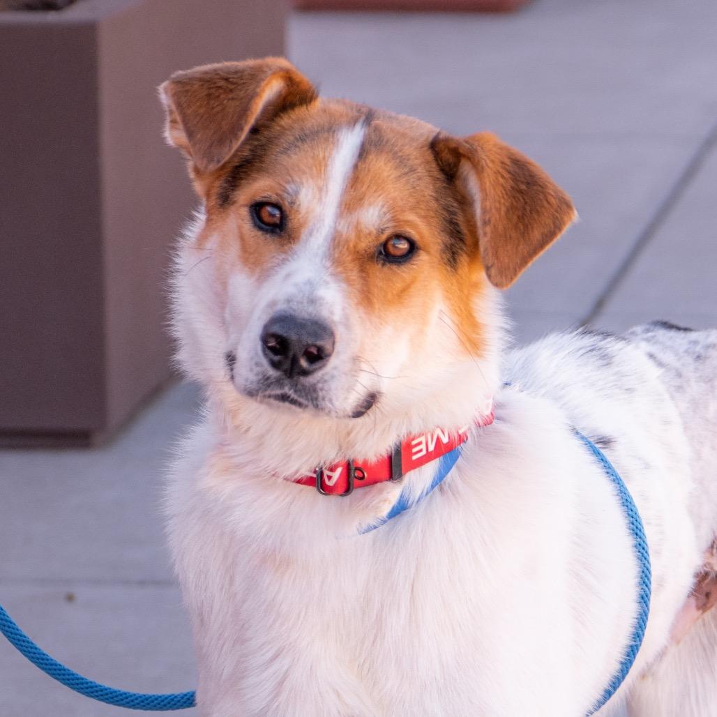 Enlarge Captain Kidd, a Adoptable Mixed Breed in Albuquerque, NM image 6/6