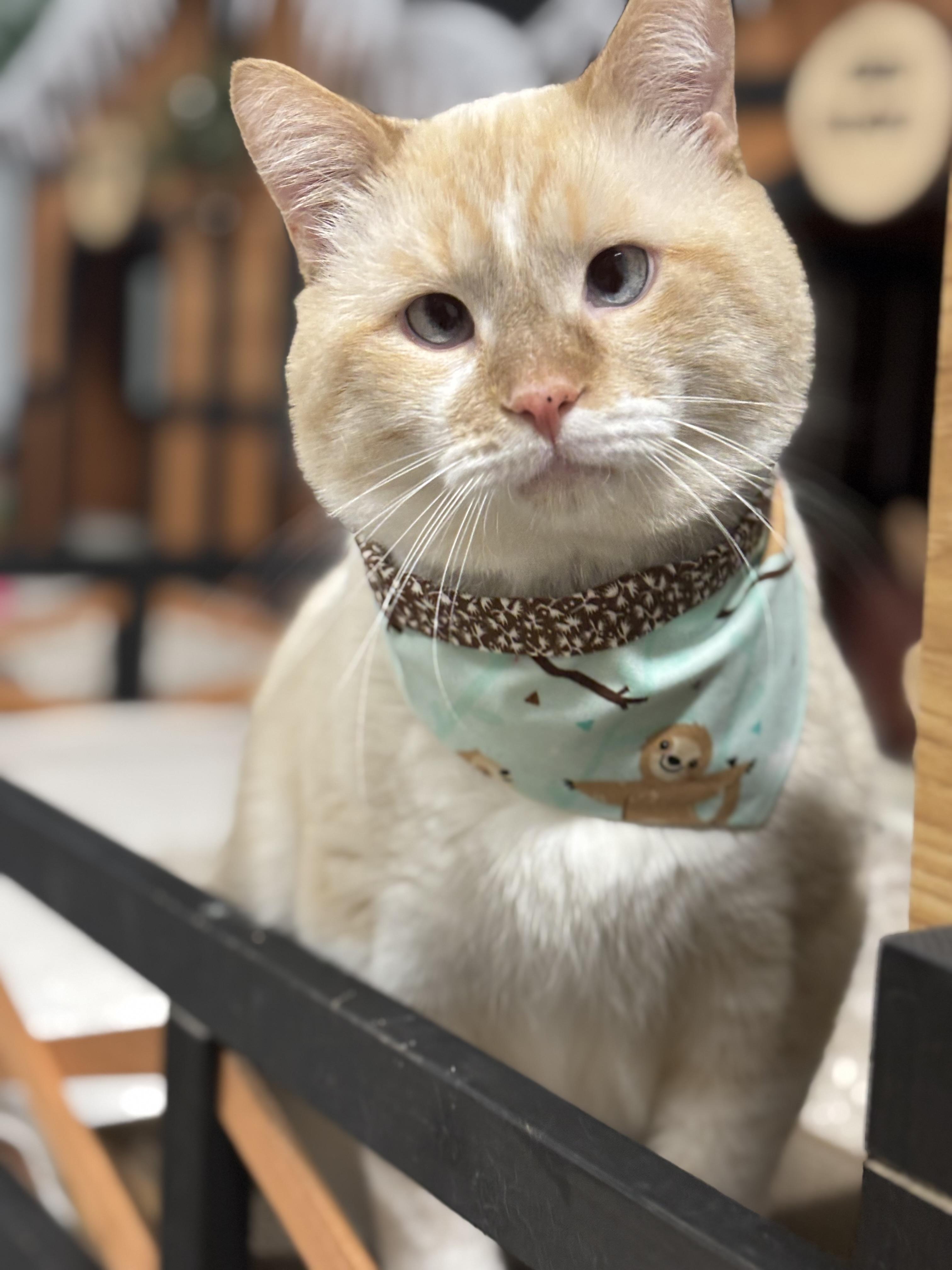 Enlarge Toffee, a Adoptable mixed breed in Ottawa, ON image 2/6