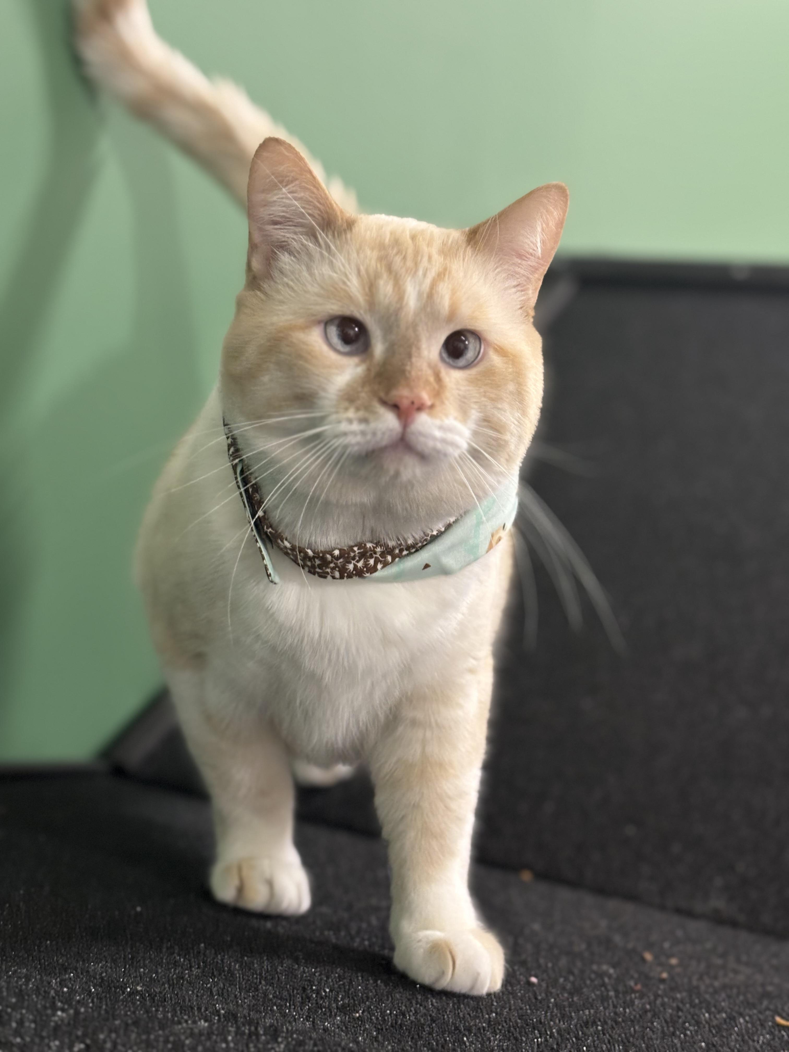 Enlarge Toffee, a Adoptable mixed breed in Ottawa, ON image 1/6