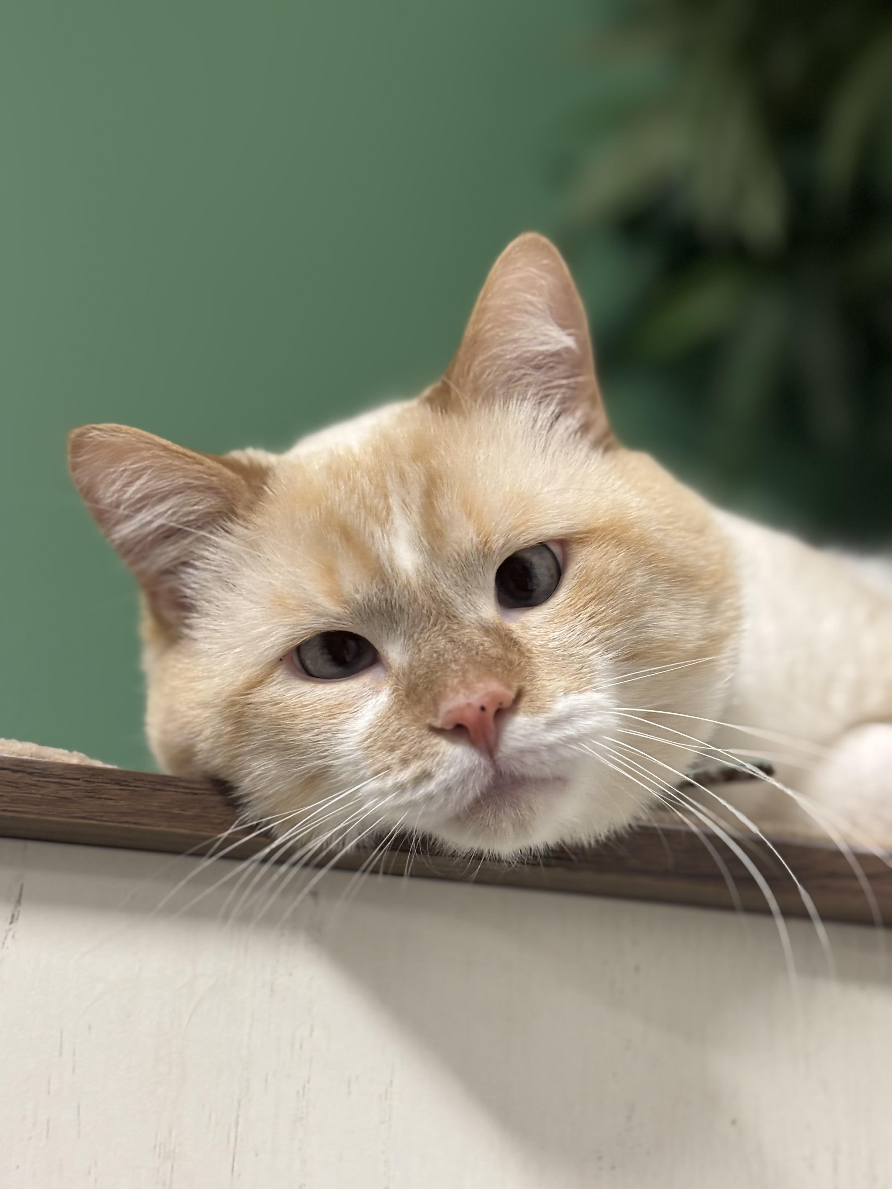 Enlarge Toffee, a Adoptable mixed breed in Ottawa, ON image 4/6