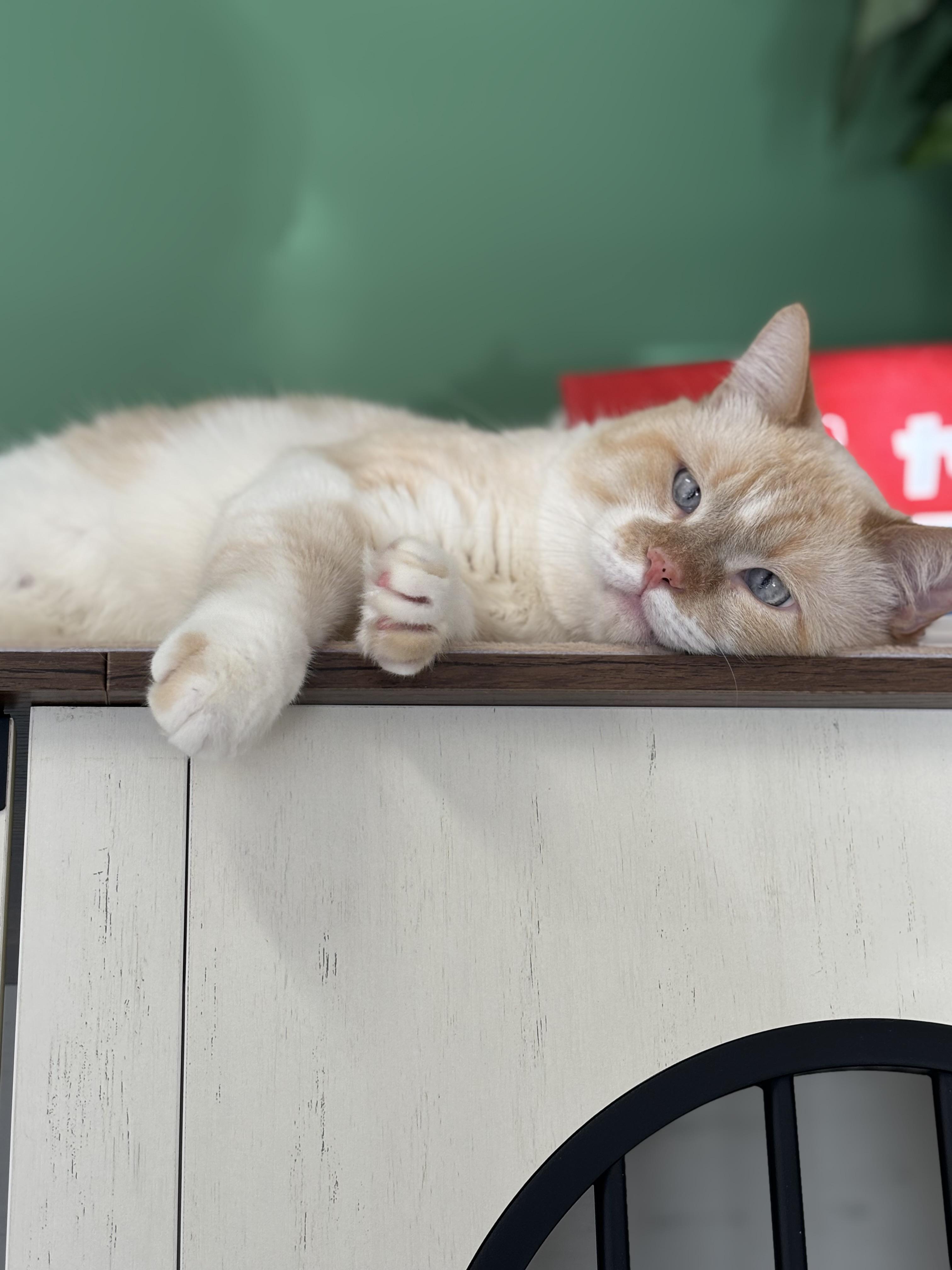 Enlarge Toffee, a Adoptable mixed breed in Ottawa, ON image 3/6