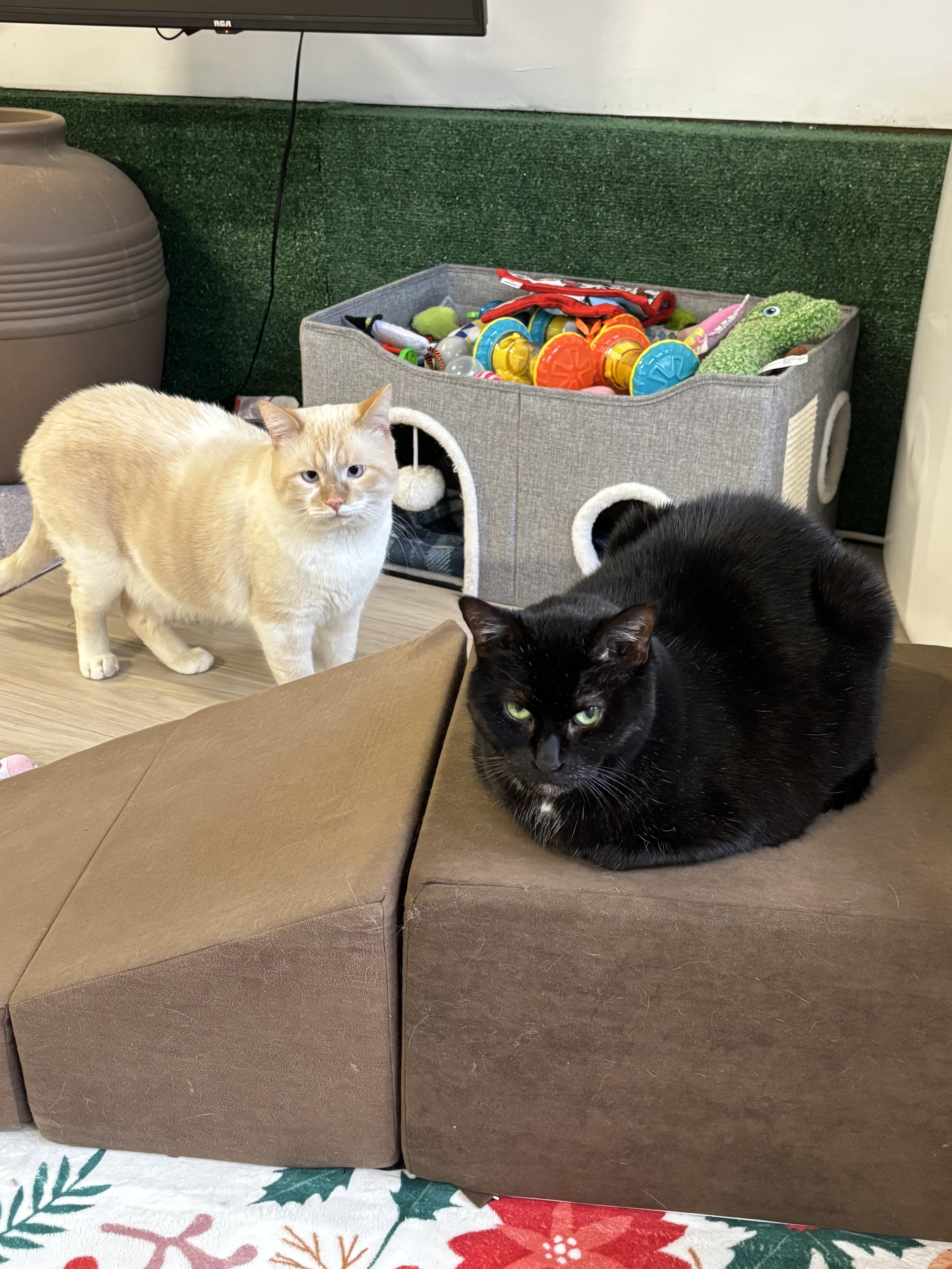 Enlarge Toffee, a Adoptable mixed breed in Ottawa, ON image 5/6