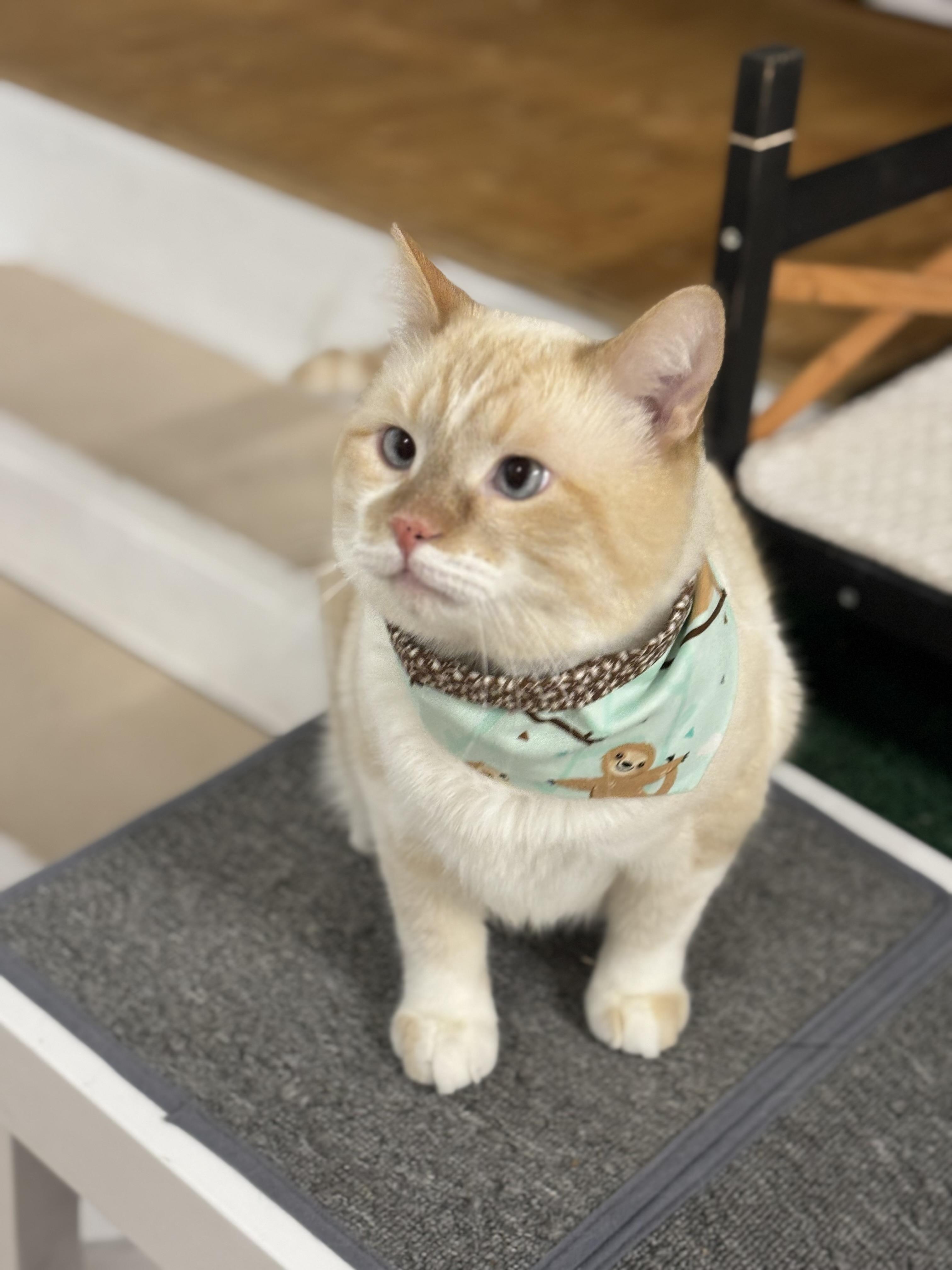 Enlarge Toffee, a Adoptable mixed breed in Ottawa, ON image 6/6