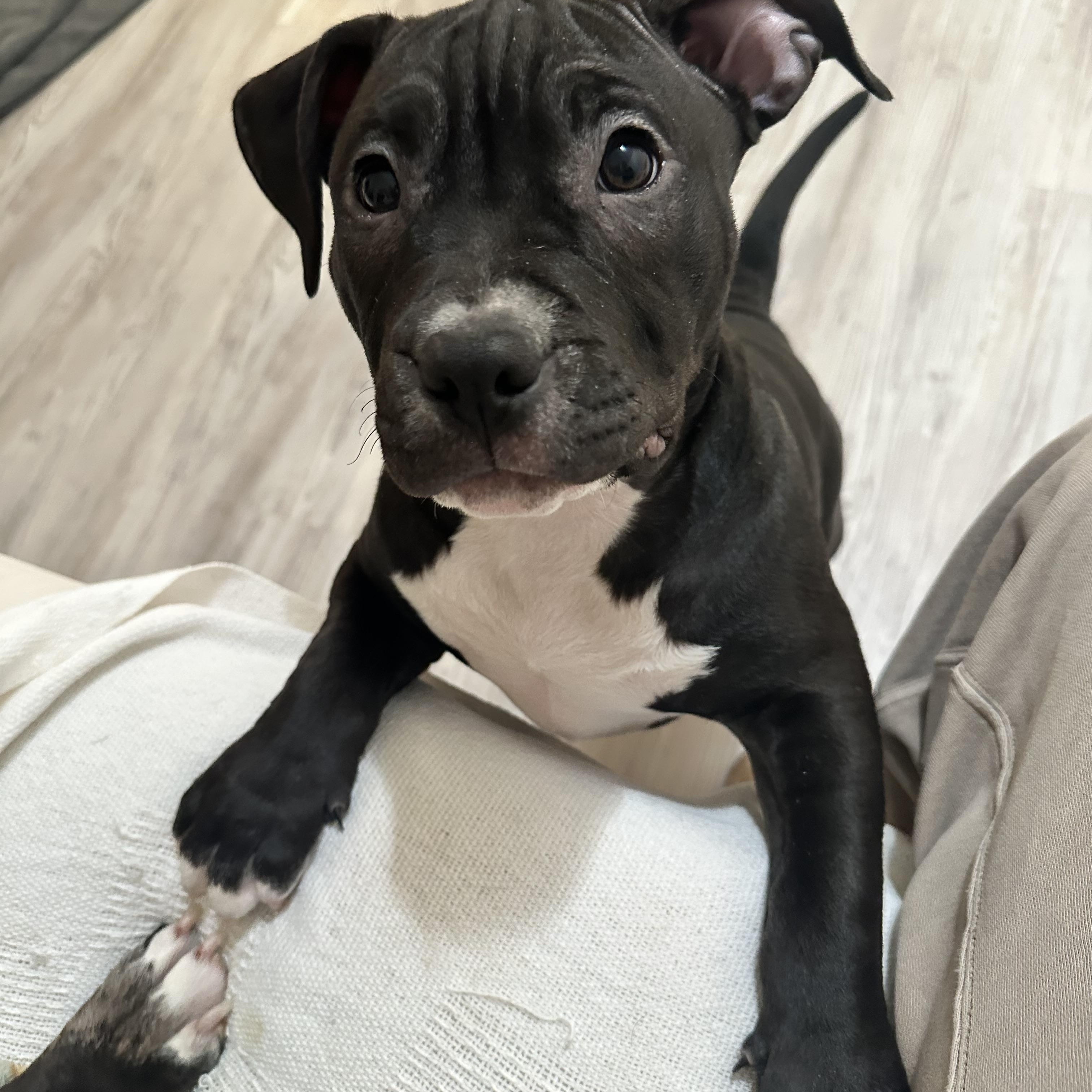 Martha Mae, Adoptable, Puppy Female Pit Bull Terrier.