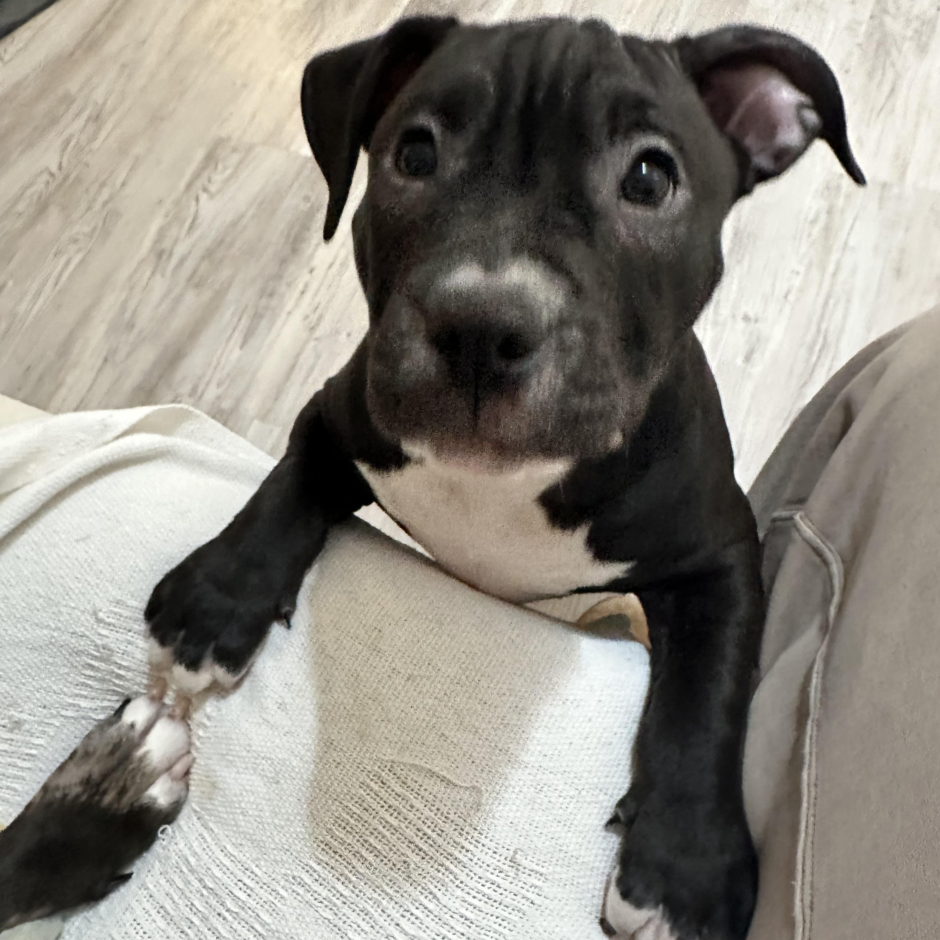 Enlarge Martha Mae, a Adoptable Pit Bull Terrier in Peotone, IL image 5/5