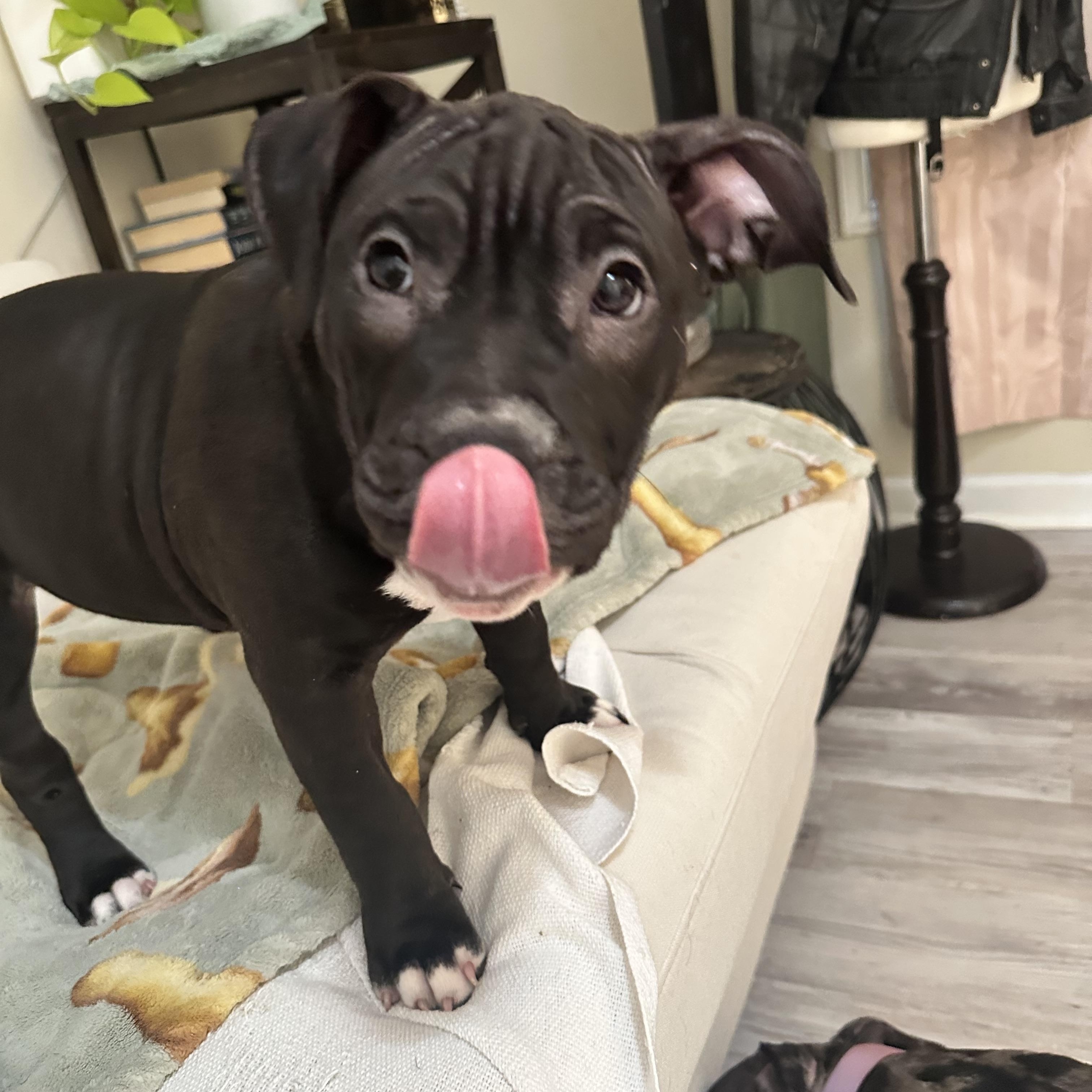 Enlarge Martha Mae, a Adoptable Pit Bull Terrier in Peotone, IL image 3/5