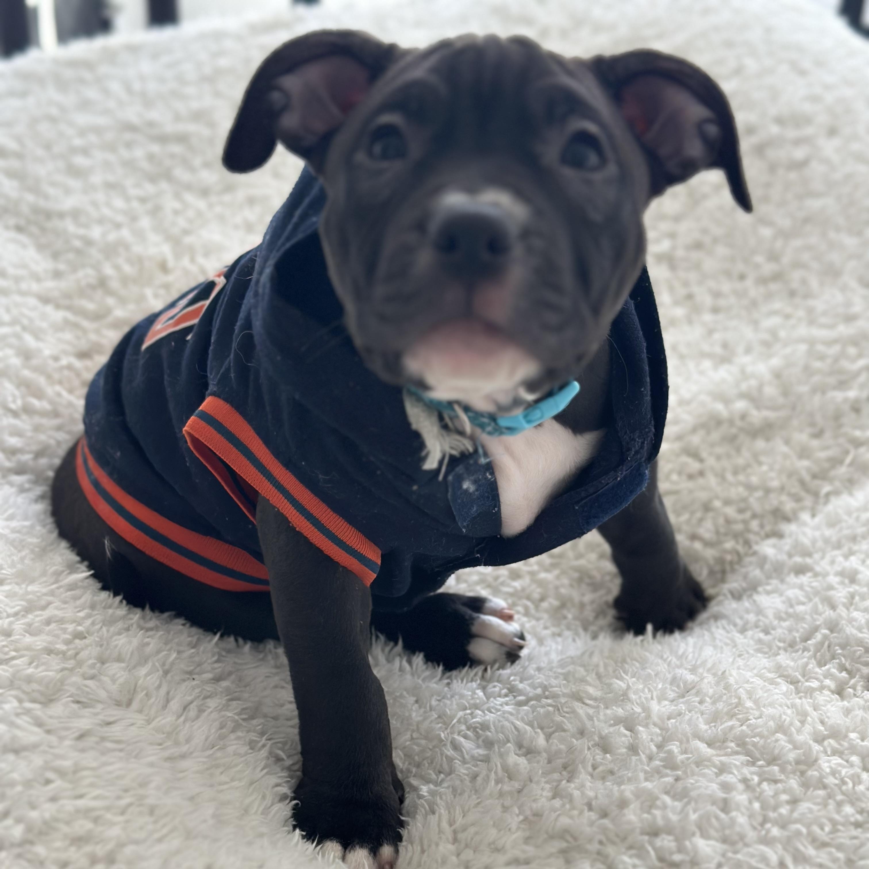 Enlarge Martha Mae, a Adoptable Pit Bull Terrier in Peotone, IL image 2/5