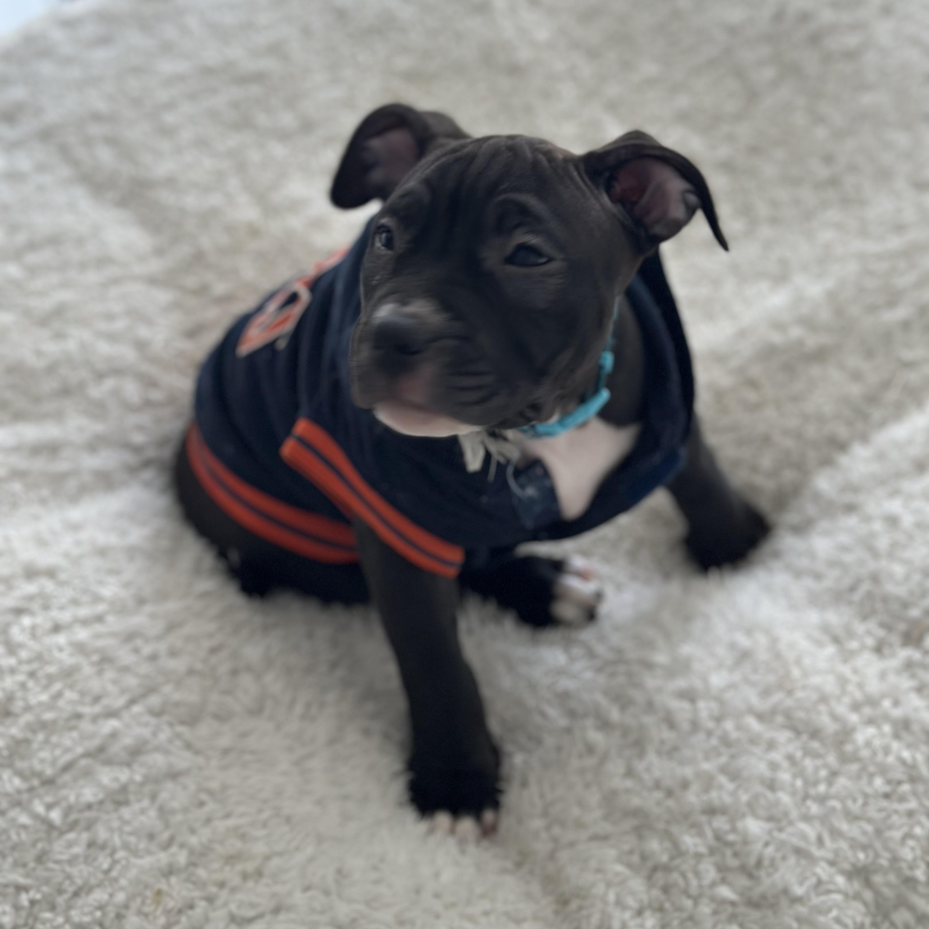 Enlarge Martha Mae, a Adoptable Pit Bull Terrier in Peotone, IL image 4/5