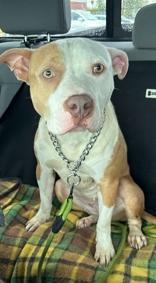 Enlarge Ciara, a Adopted mixed breed in Moline, IL image 1/1