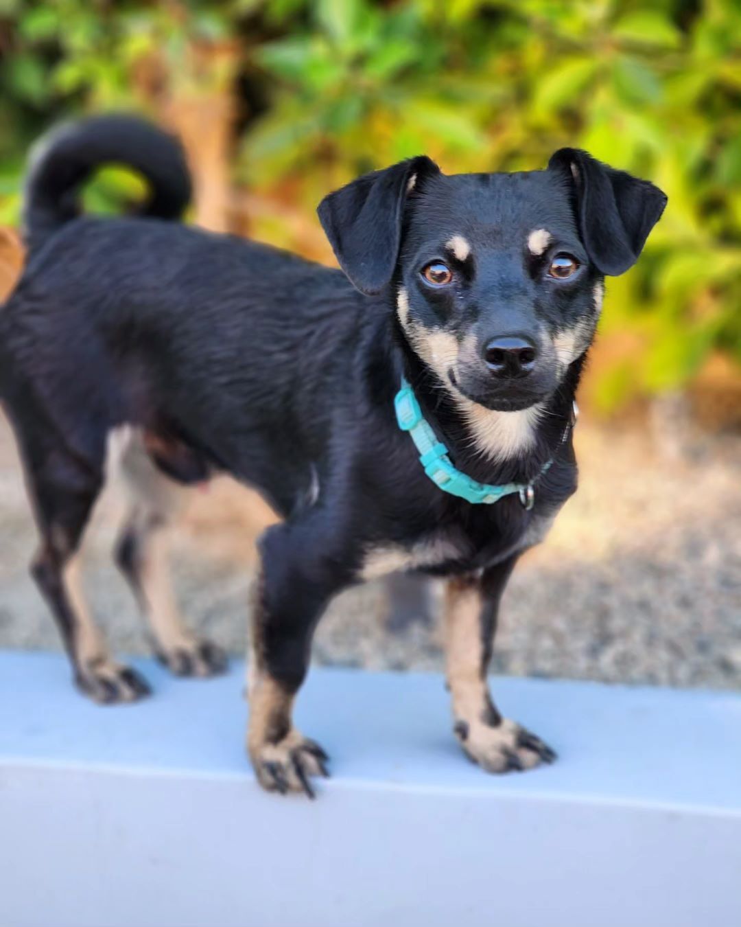 Enlarge Mack, a Adopted mixed breed in La Quinta, CA image 2/14