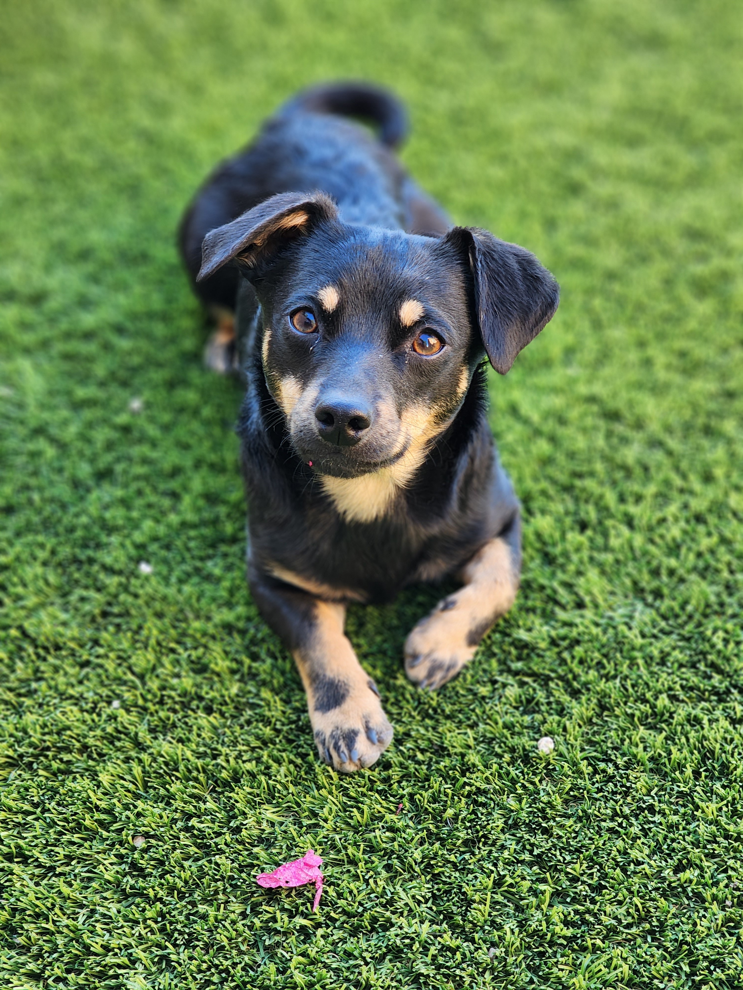 Enlarge Mack, a Adopted mixed breed in La Quinta, CA image 3/14