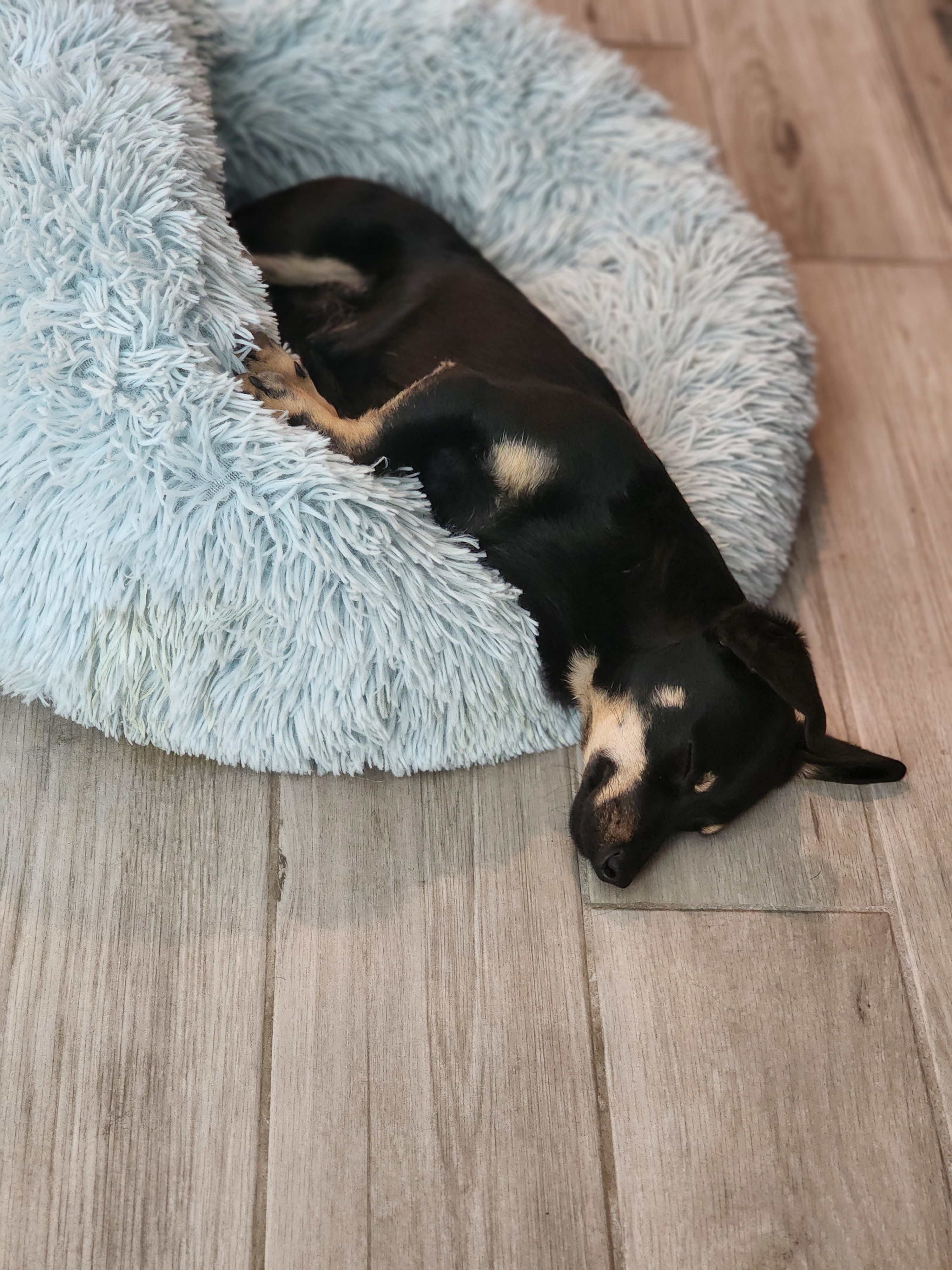 Enlarge Mack, a Adopted mixed breed in La Quinta, CA image 4/14