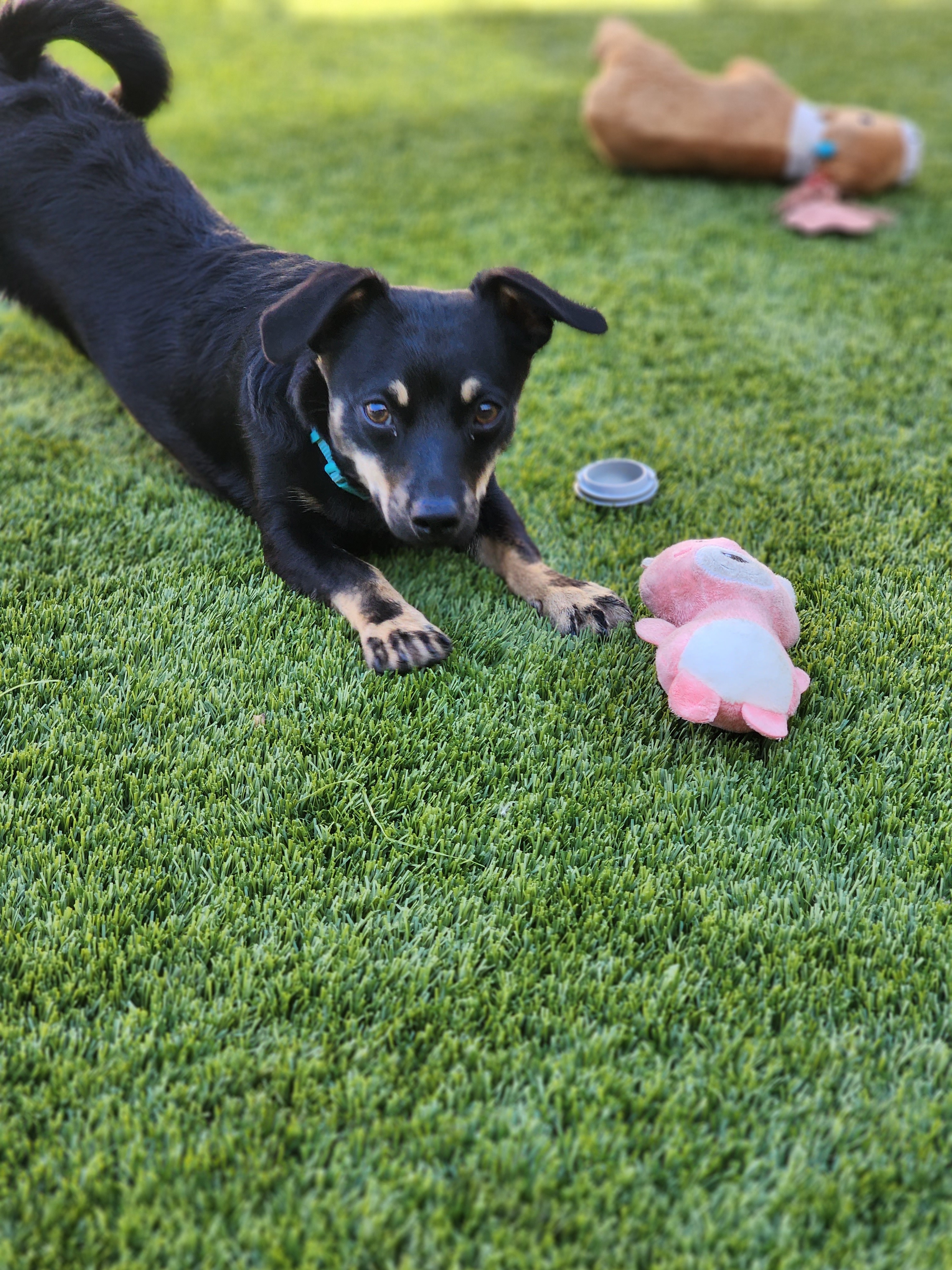 Enlarge Mack, a Adopted mixed breed in La Quinta, CA image 5/14