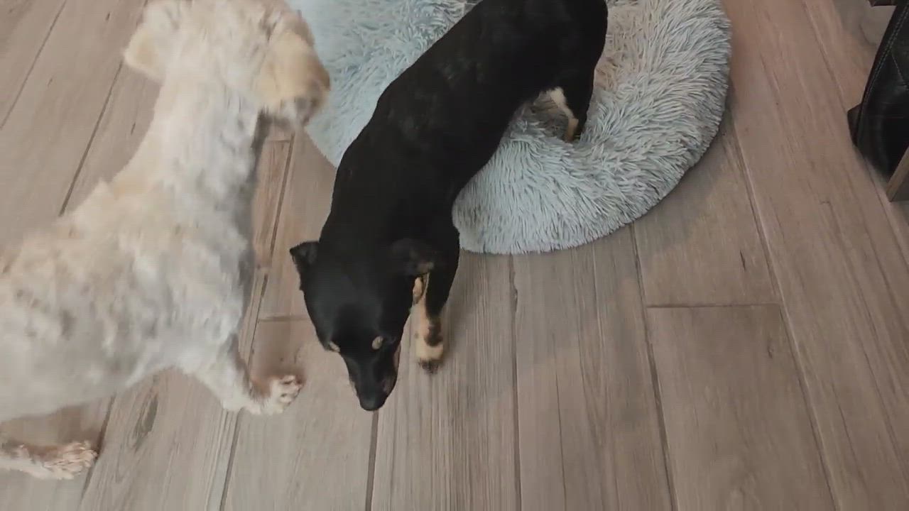 Enlarge Mack, a Adopted mixed breed in La Quinta, CA video 13/14