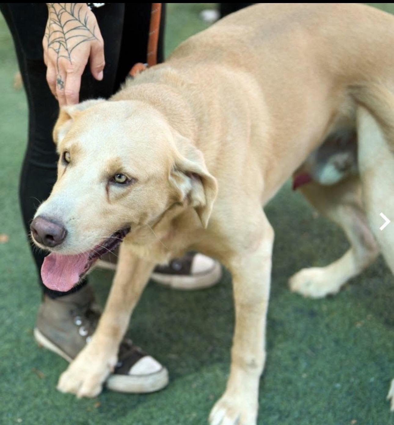 Enlarge Teddy, a Adoptable Yellow Labrador Retriever in Youngstown, OH image 2/6
