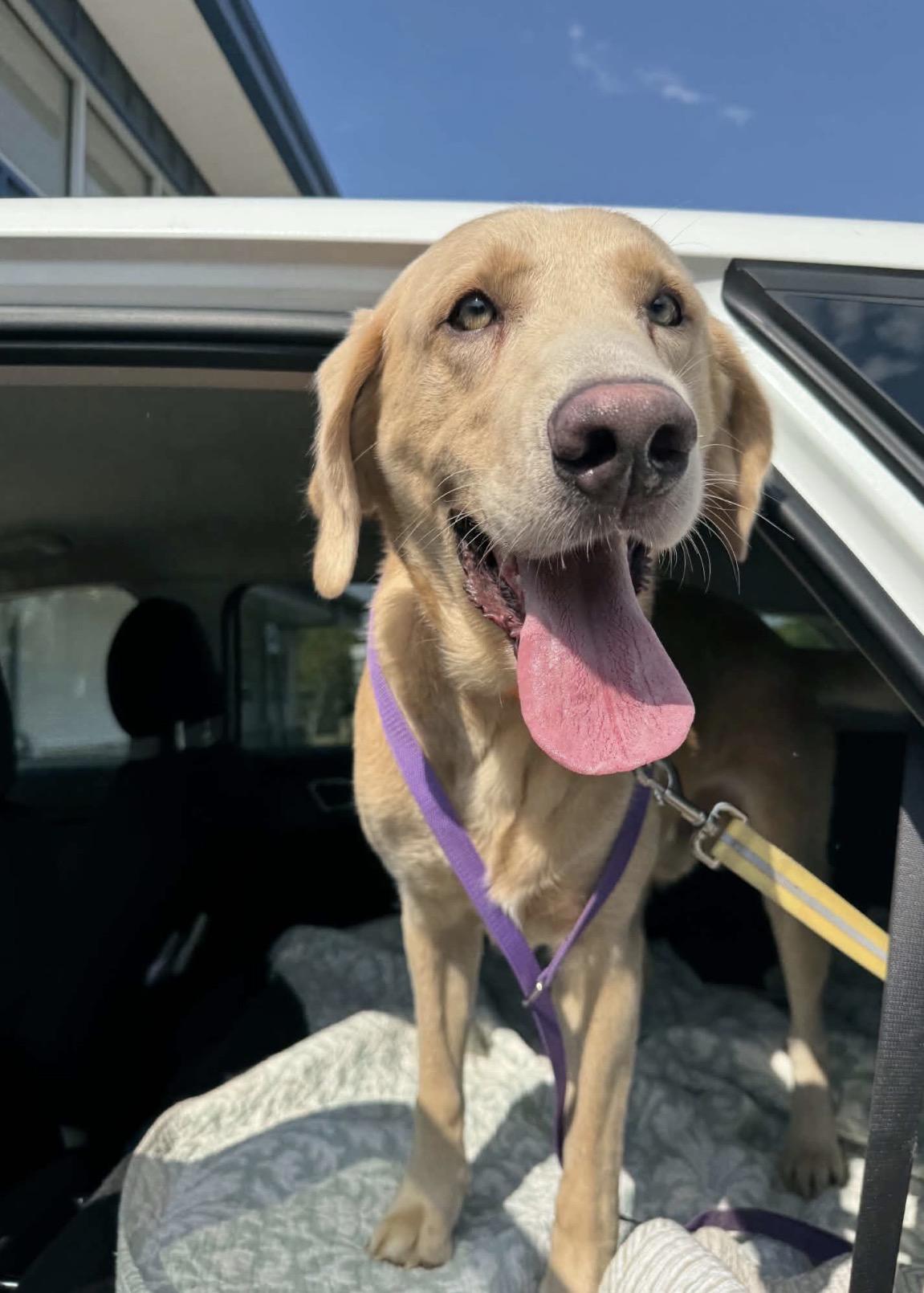 Enlarge Teddy, a Adoptable Yellow Labrador Retriever in Youngstown, OH image 6/6