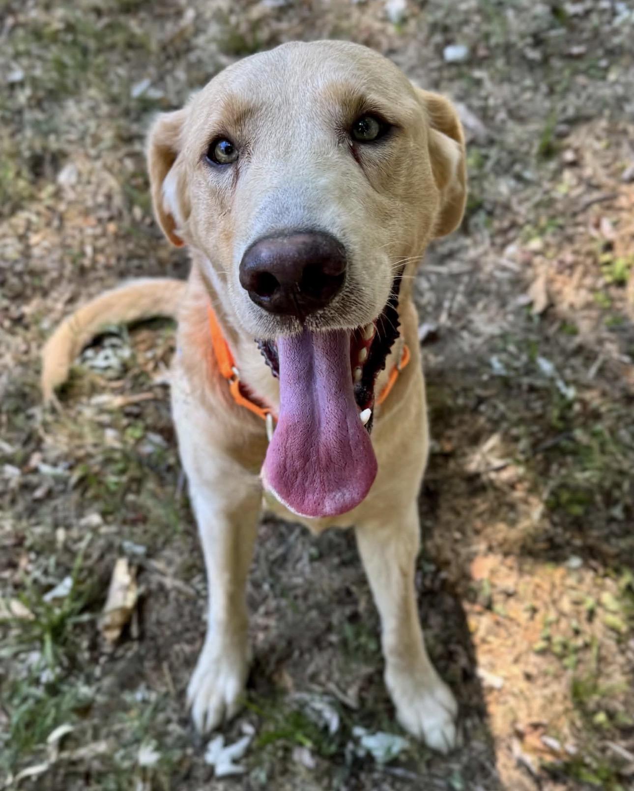 Enlarge Teddy, a Adoptable Yellow Labrador Retriever in Youngstown, OH image 3/6