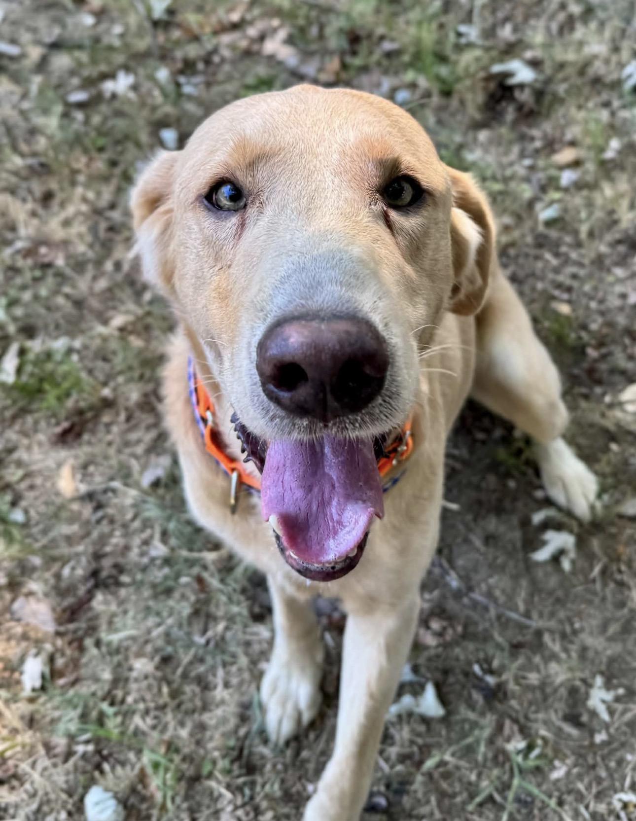 Enlarge Teddy, a Adoptable Yellow Labrador Retriever in Youngstown, OH image 4/6