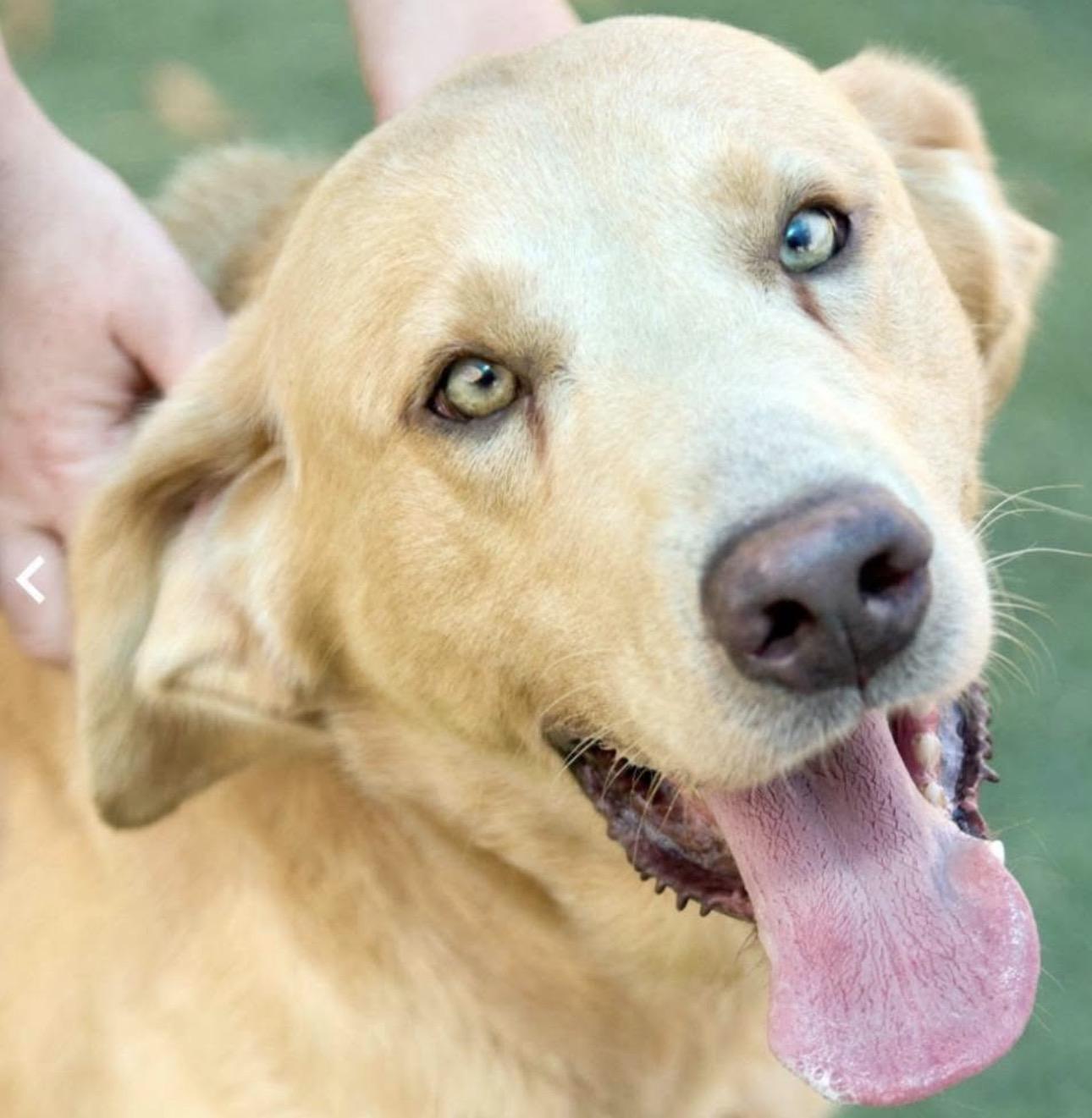 Enlarge Teddy, a Adoptable Yellow Labrador Retriever in Youngstown, OH image 1/6