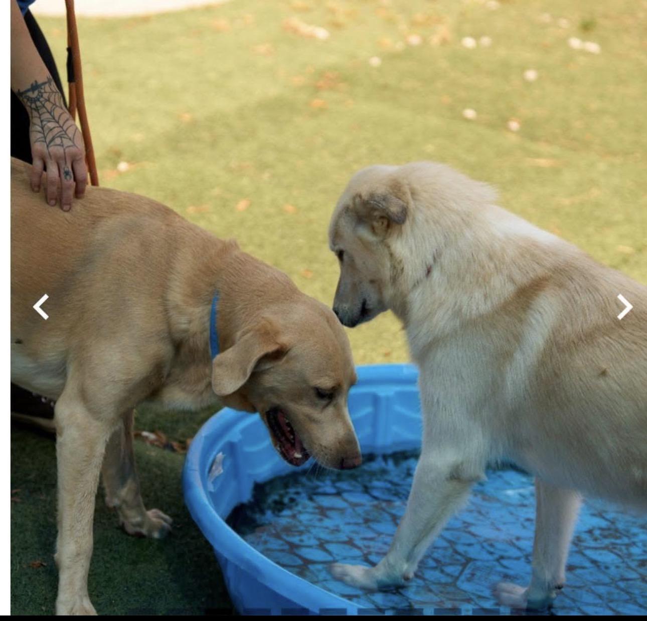 Enlarge Teddy, a Adoptable Yellow Labrador Retriever in Youngstown, OH image 5/6