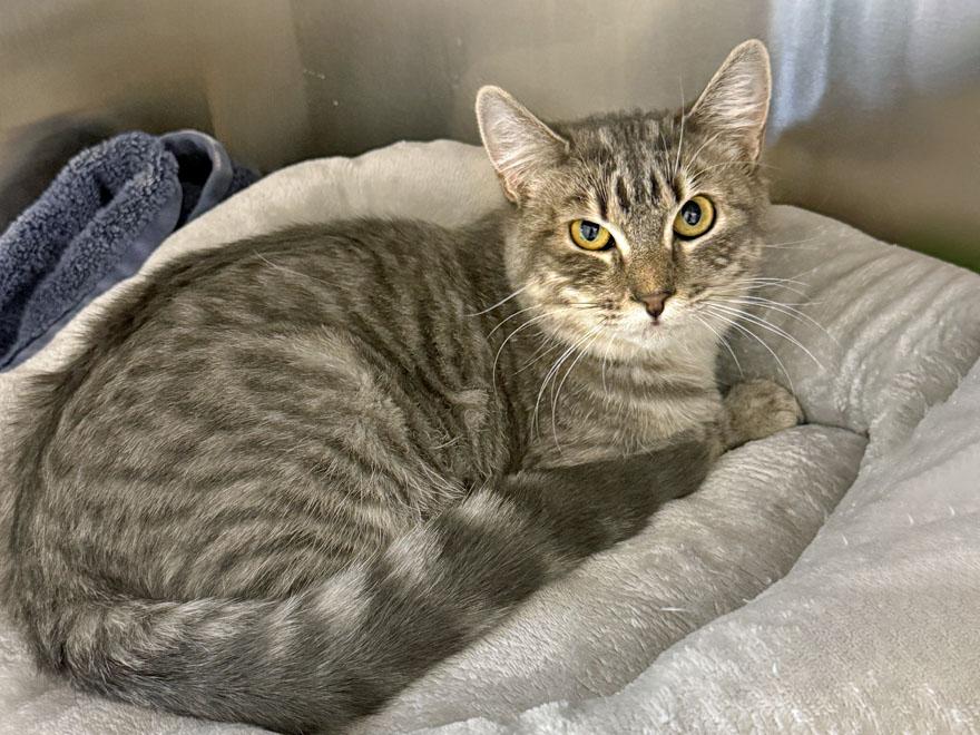 Enlarge Lotti, a Adoptable Domestic Short Hair in E Falmouth, MA image 2/2