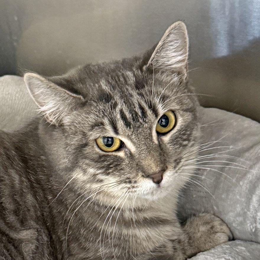 Enlarge Lotti, a Adoptable Domestic Short Hair in E Falmouth, MA image 1/2