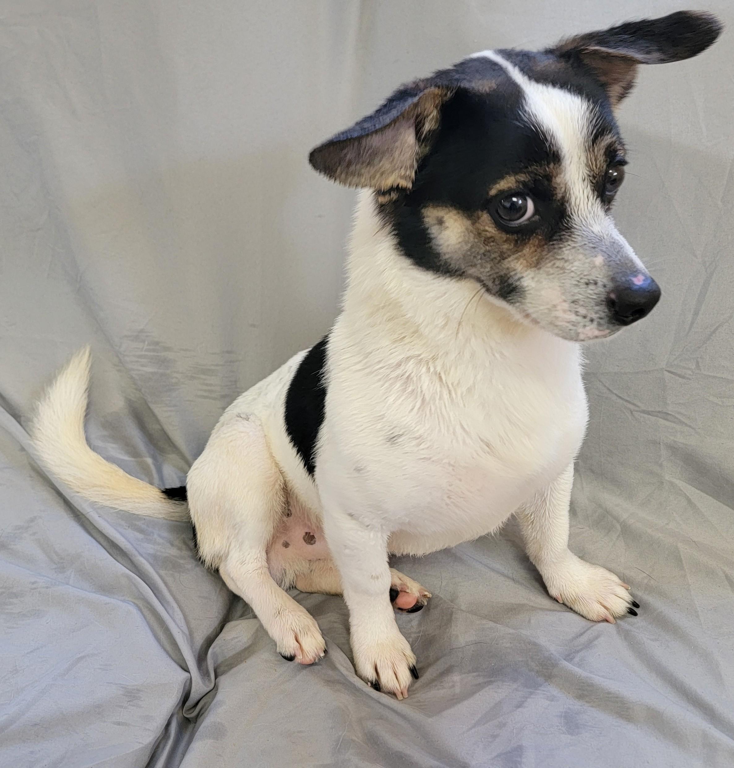 Enlarge Frank, a ADOPTABLE Jack Russell Terrier in Mount Sterling, KY image 2/6