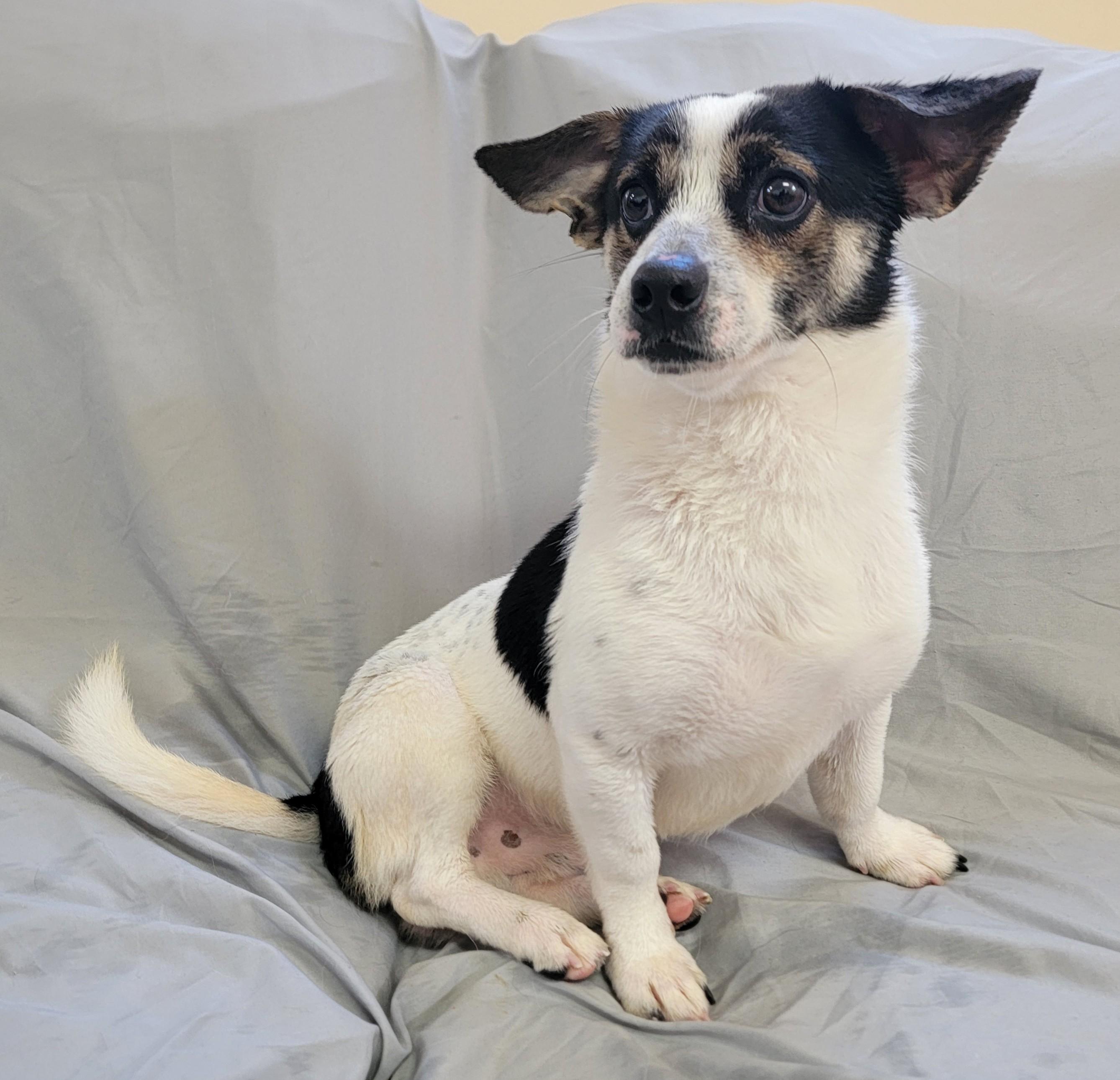 Enlarge Frank, a ADOPTABLE Jack Russell Terrier in Mount Sterling, KY image 1/6