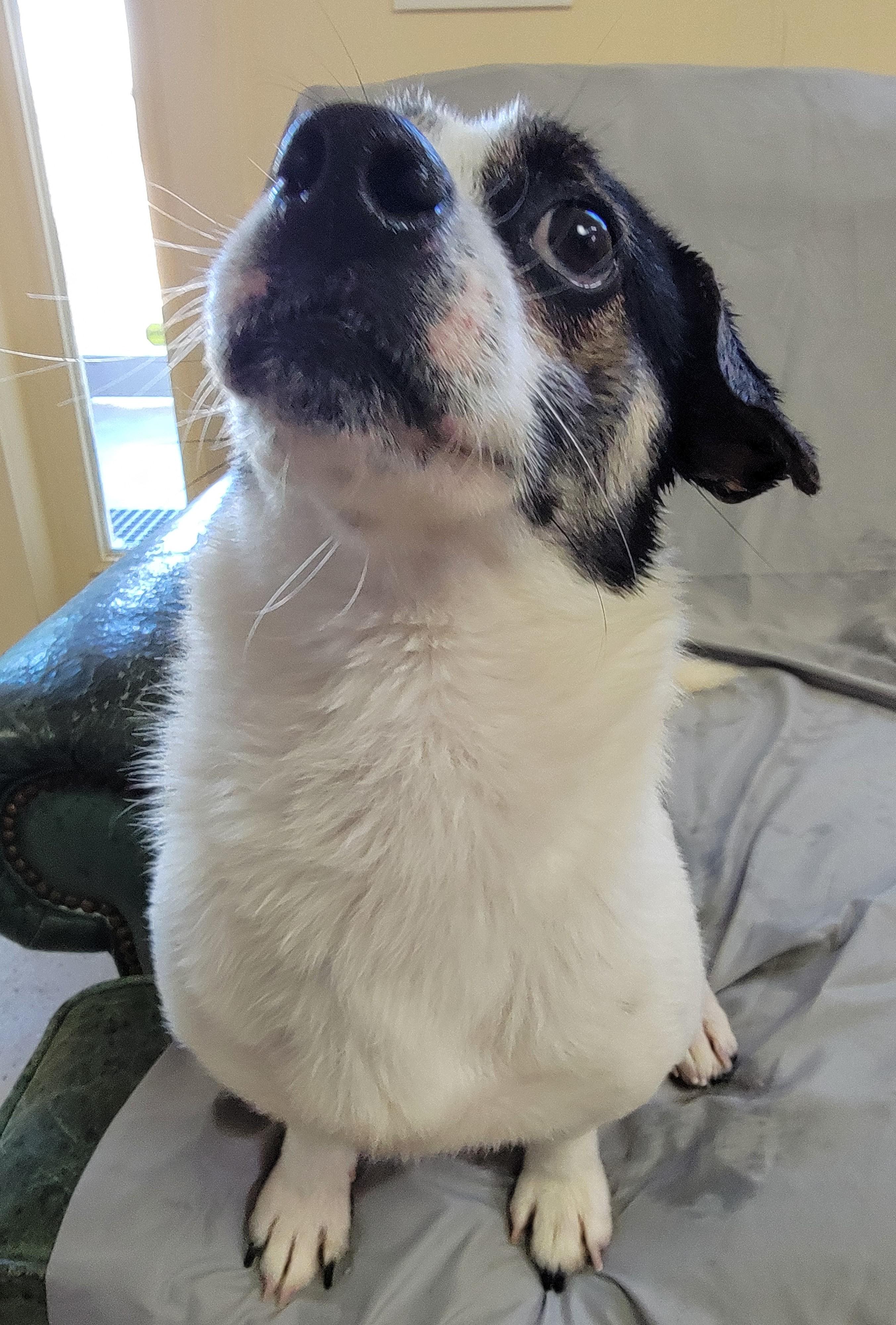 Enlarge Frank, a ADOPTABLE Jack Russell Terrier in Mount Sterling, KY image 6/6