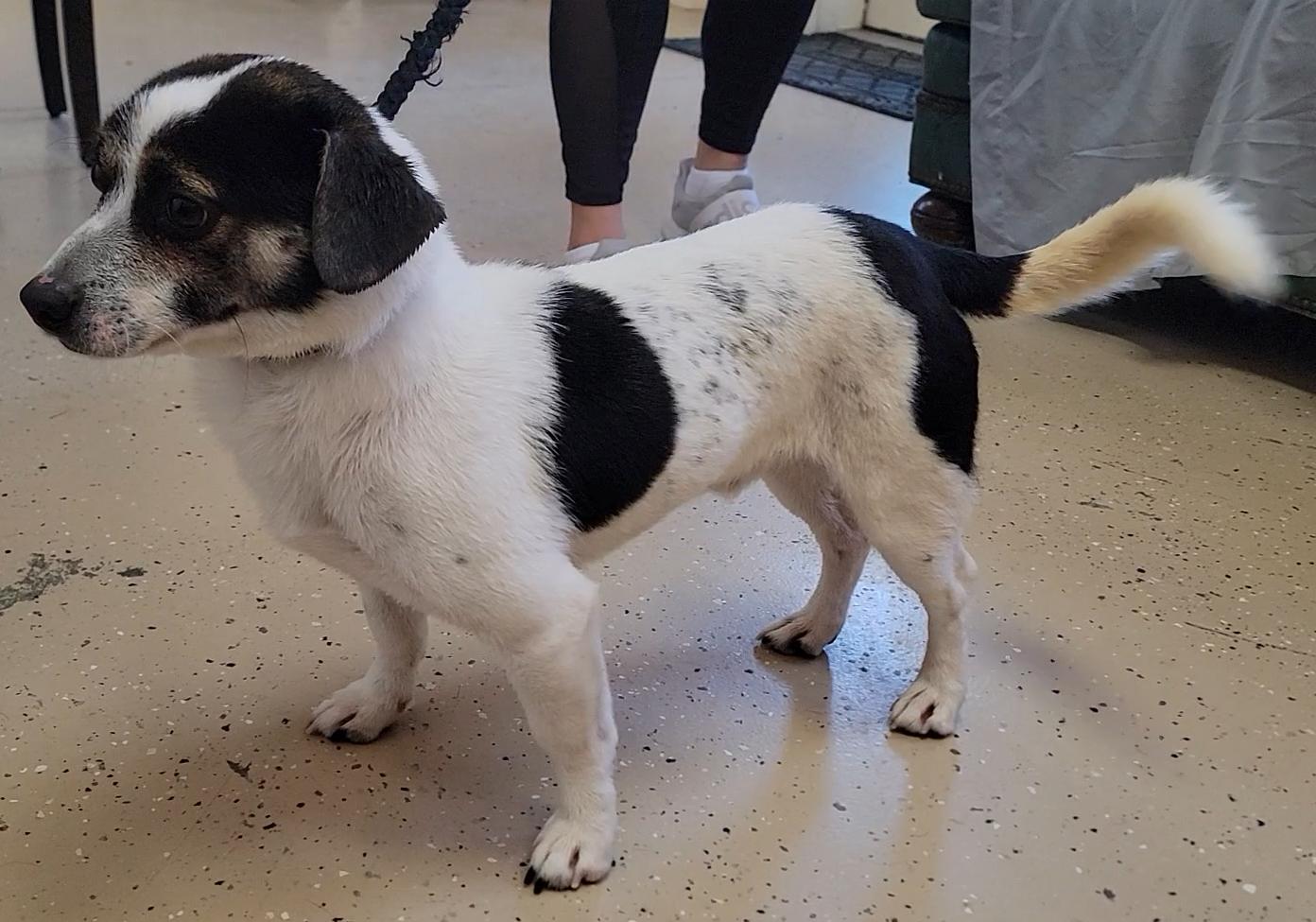 Enlarge Frank, a ADOPTABLE Jack Russell Terrier in Mount Sterling, KY image 5/6