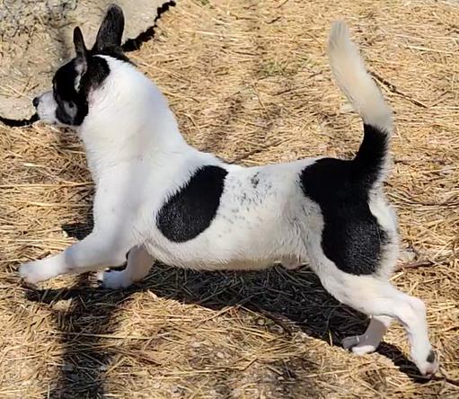 Enlarge Frank, a ADOPTABLE Jack Russell Terrier in Mount Sterling, KY image 3/6