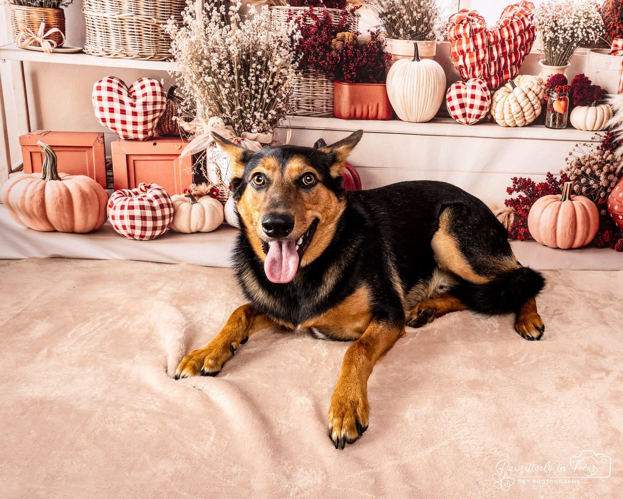 Einstein, Adoptable, Young Male German Shepherd Dog.