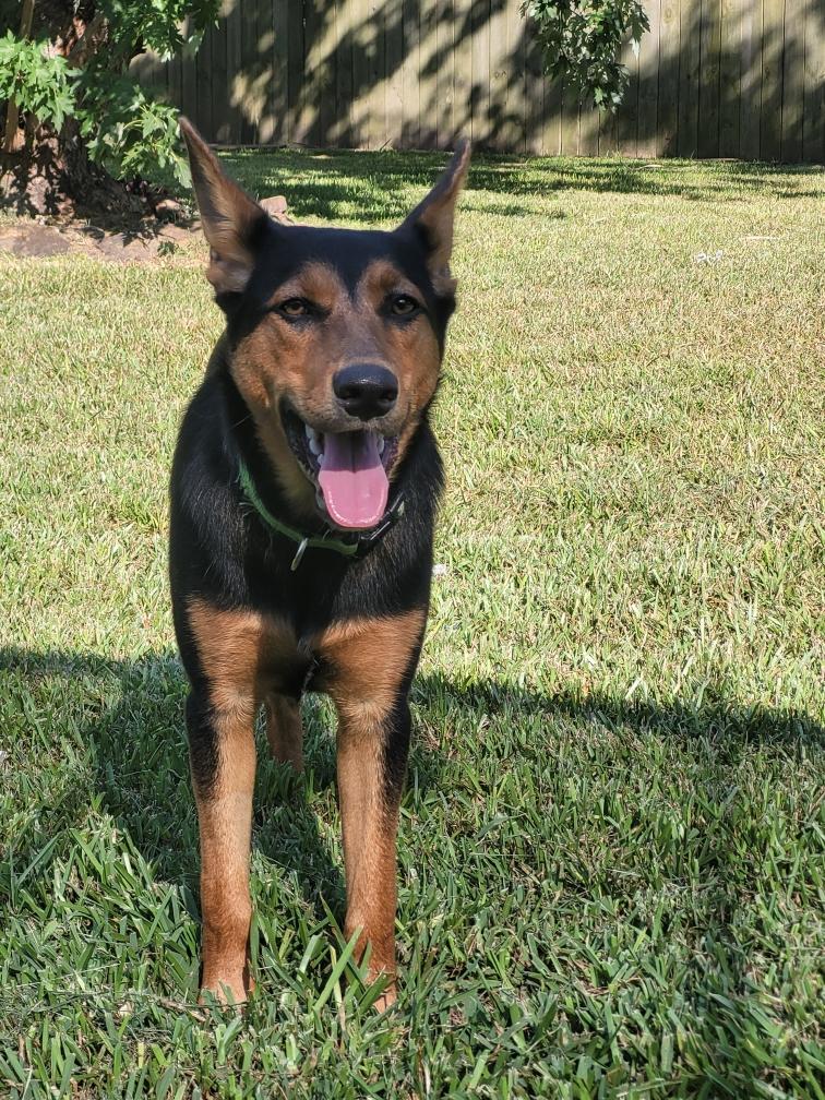 Enlarge Einstein, a Adoptable mixed breed in Cypress, TX image 4/4