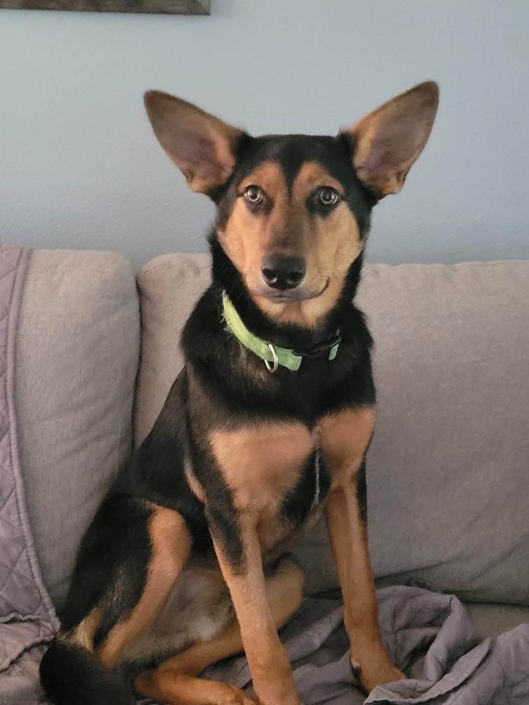 Einstein, Adoptable, Young Male German Shepherd Dog.