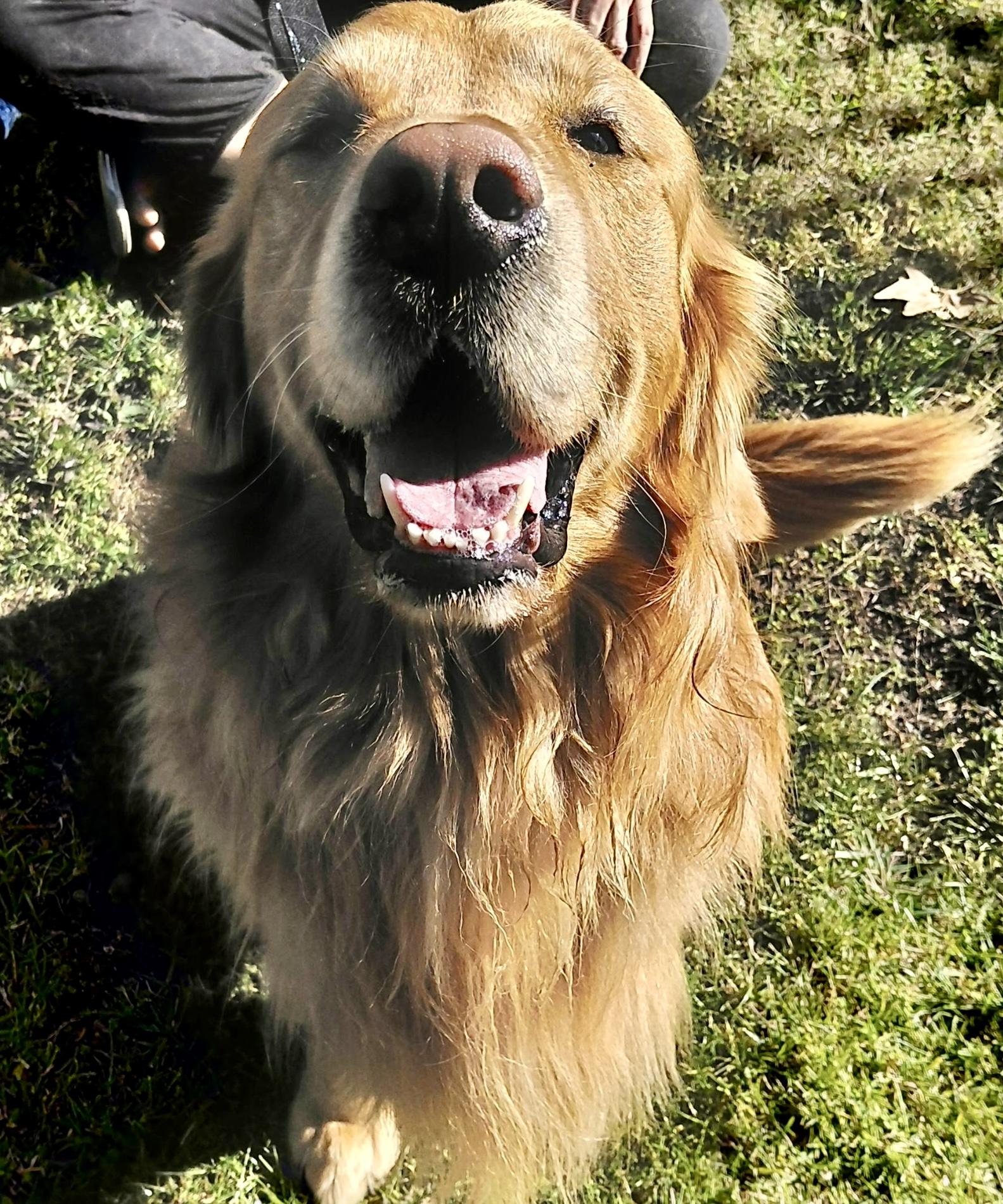 Enlarge Remy, an adopted Golden Retriever in Oakland, CA image 4/4
