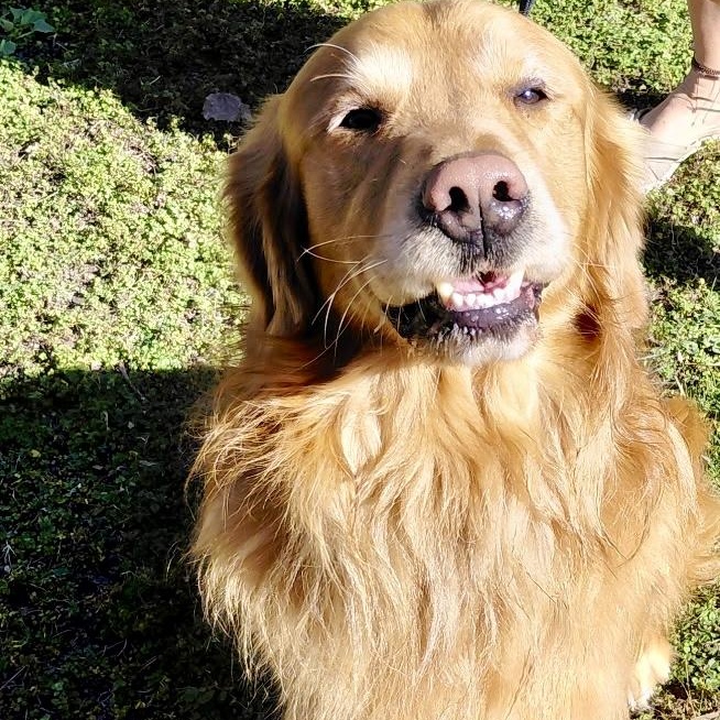 Enlarge Remy, an adopted Golden Retriever in Oakland, CA image 2/4